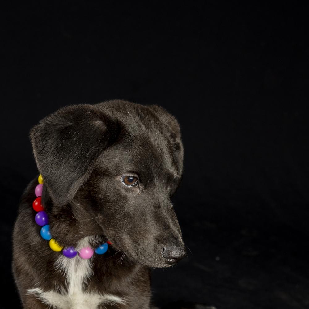 Enlarge Lorenzo, a Adoptable mixed breed in Wolcott, CT image 4/6