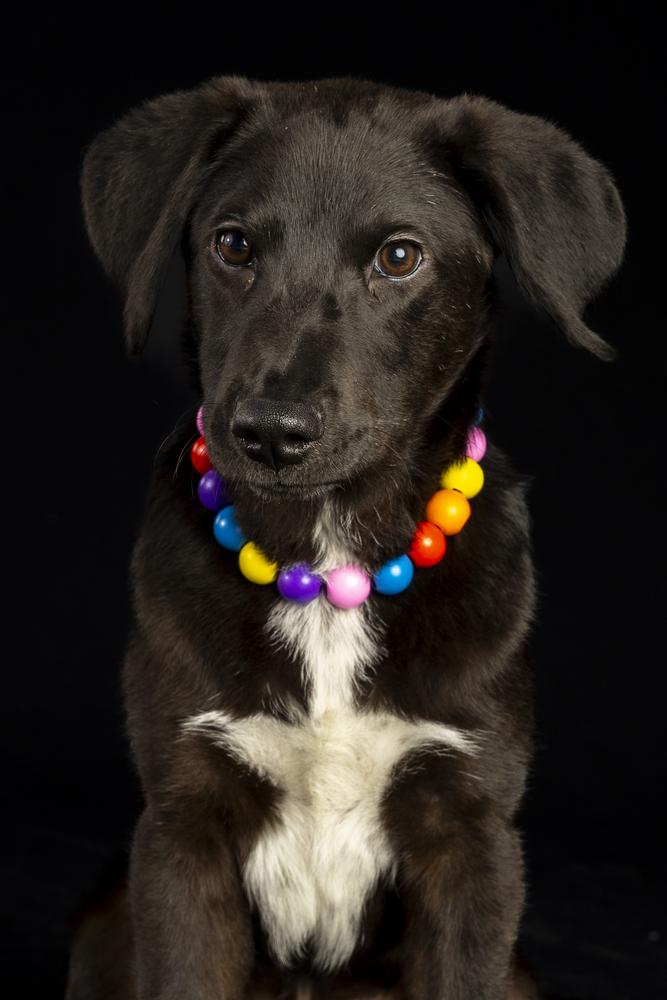 Enlarge Lorenzo, a Adoptable mixed breed in Wolcott, CT image 6/6
