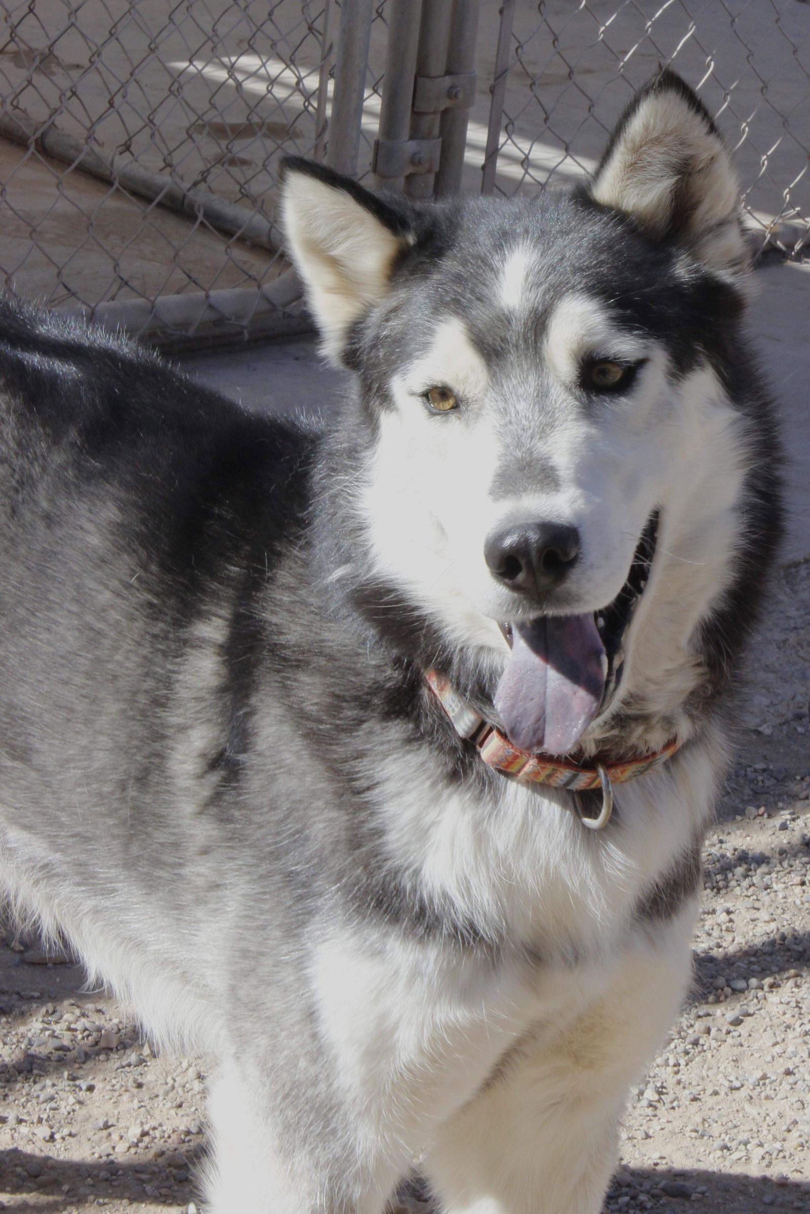 Enlarge Ralph, a Adoptable Siberian Husky in Cedar Crest, NM image 1/3