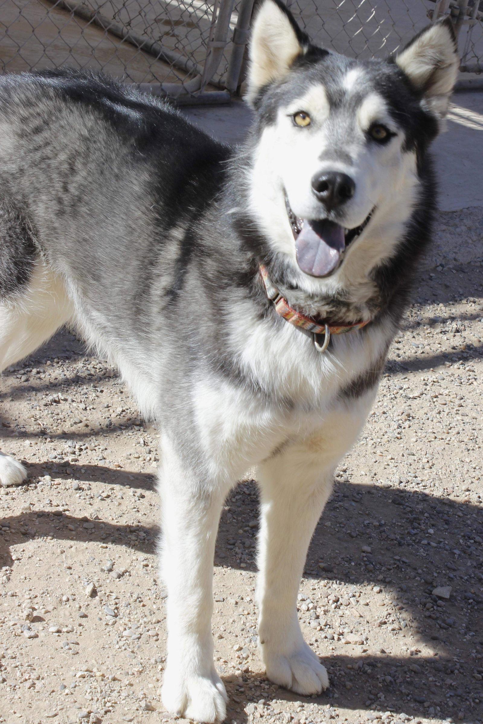 Enlarge Ralph, a Adoptable Siberian Husky in Cedar Crest, NM image 2/3