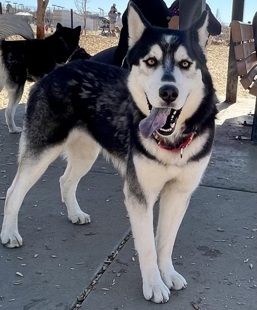 Ralph, Adoptable, Adult Male Siberian Husky.