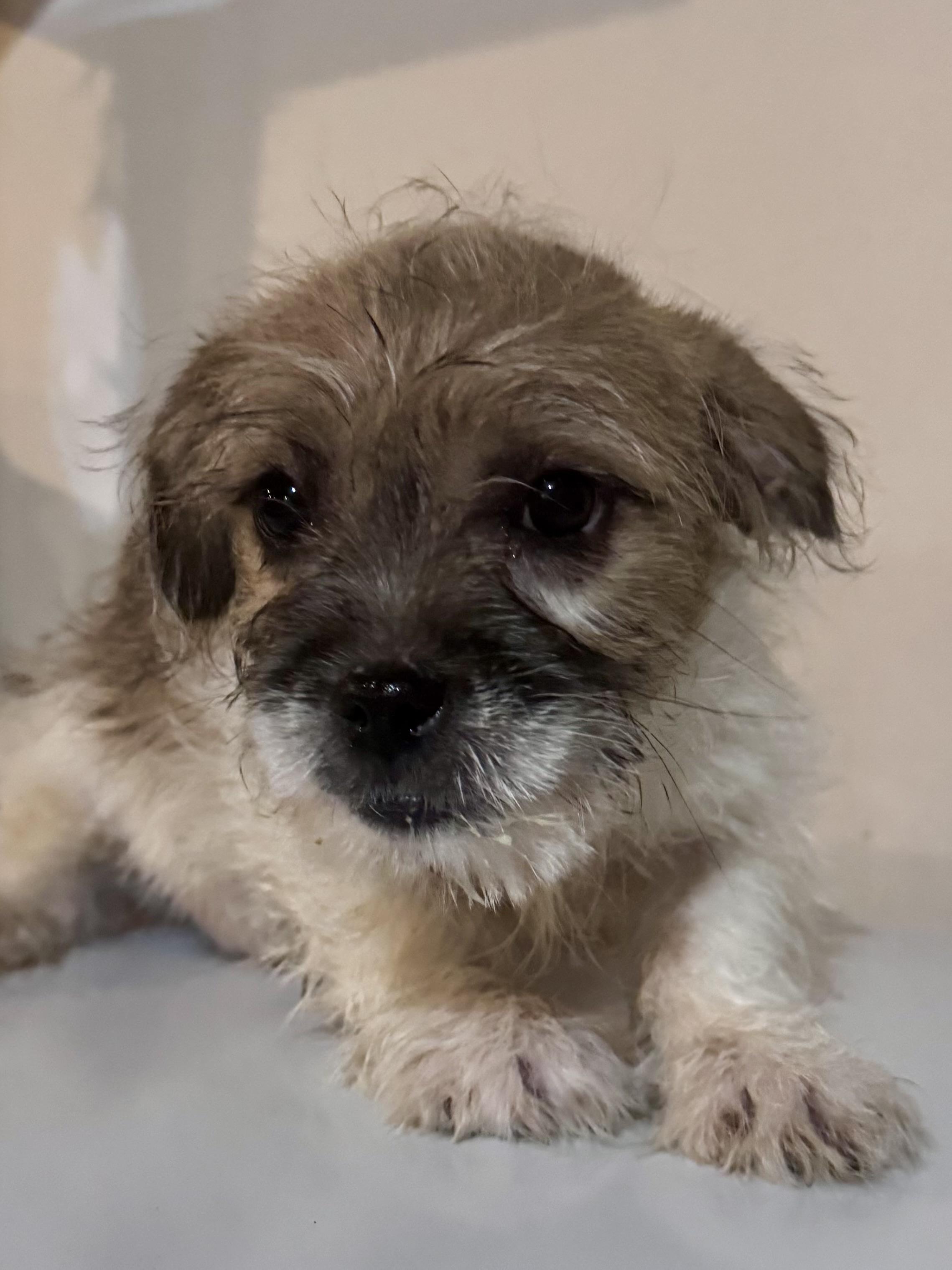 Enlarge Puck, a ADOPTABLE mixed breed in Washington, MO image 3/3