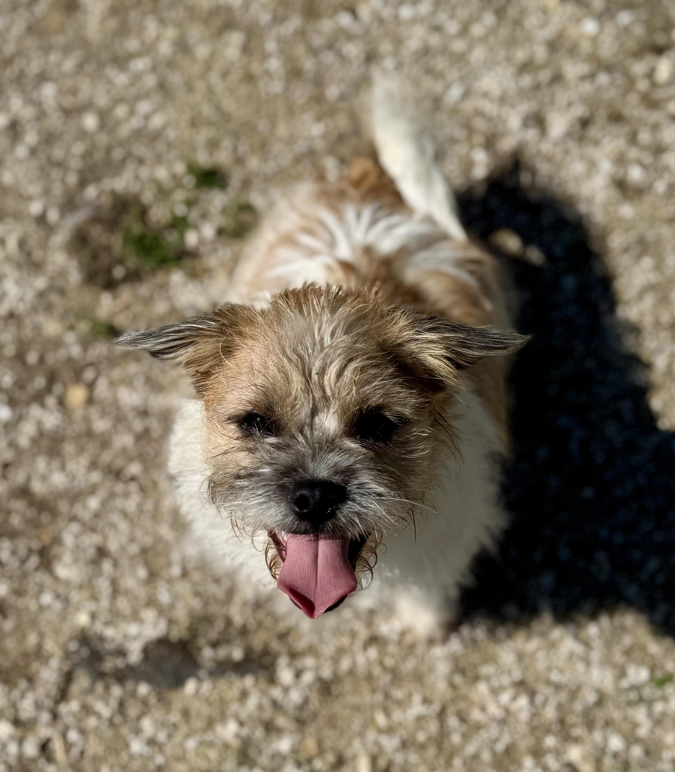 Puck, ADOPTABLE, Young Male Shih Tzu & Yorkshire Terrier.