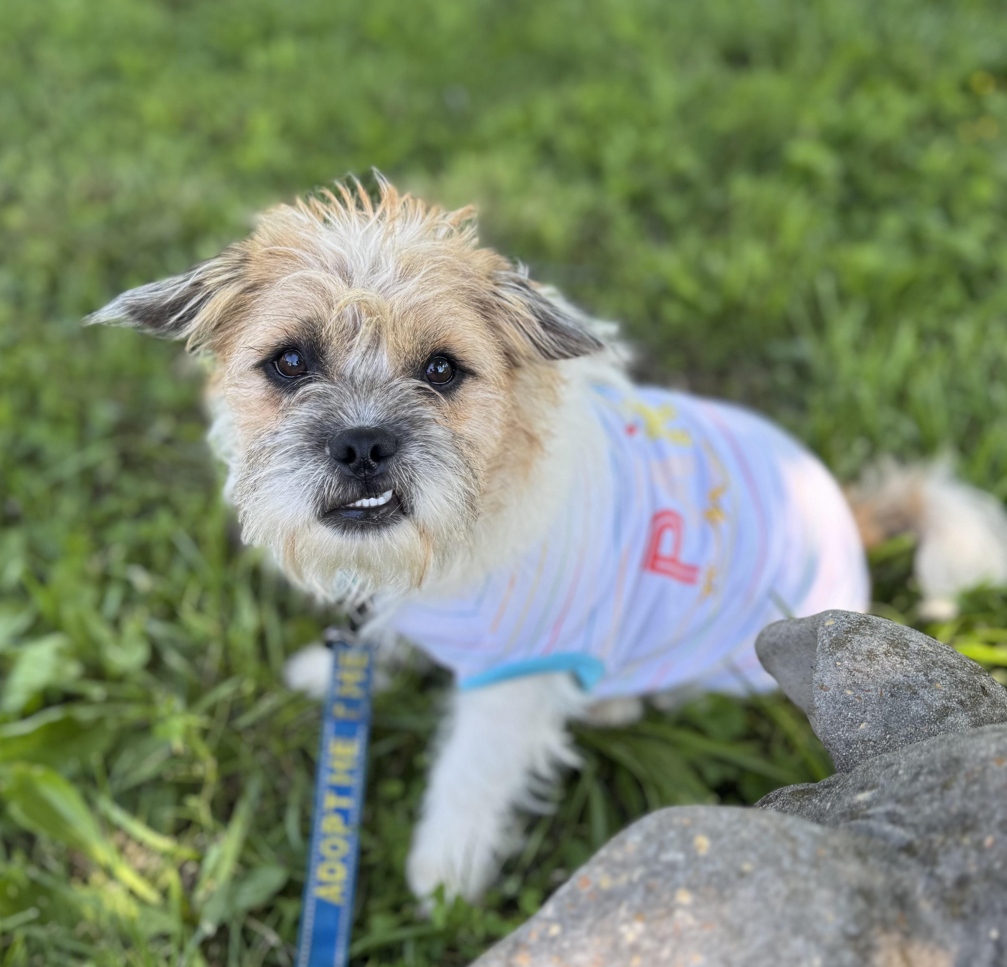 Puck, ADOPTABLE, Young Male Shih Tzu & Yorkshire Terrier.