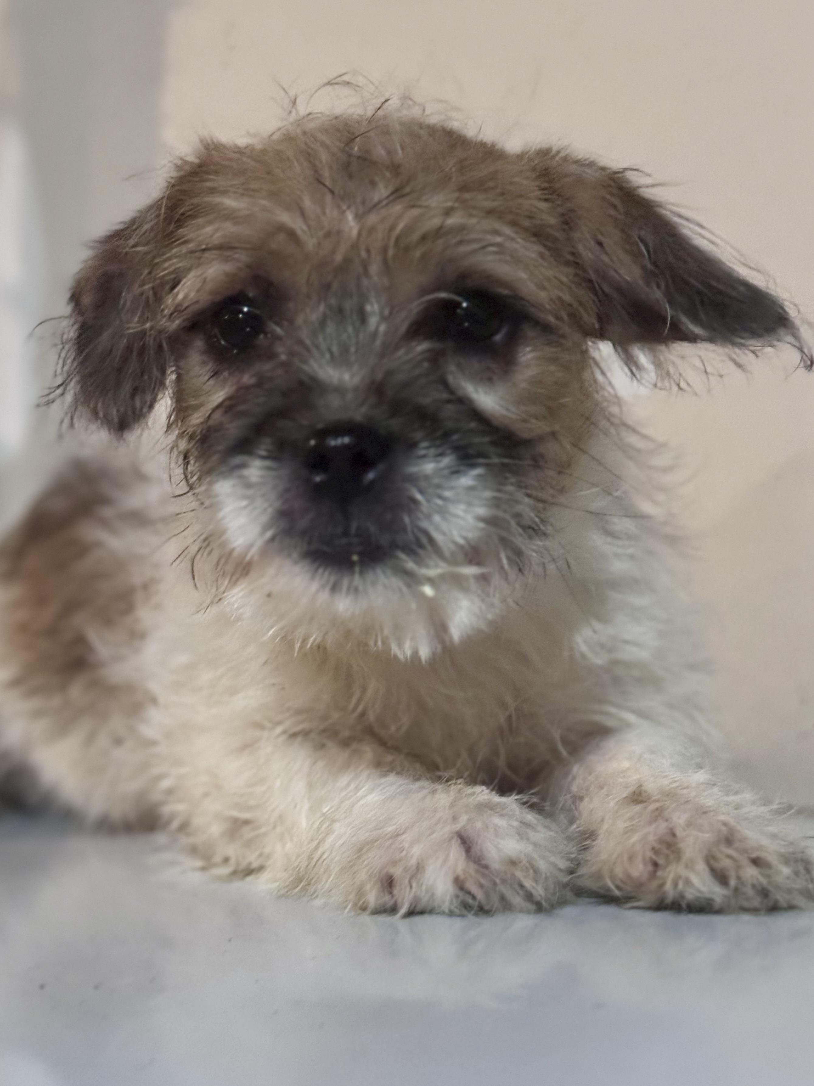 Enlarge Puck, a ADOPTABLE mixed breed in Washington, MO image 2/3