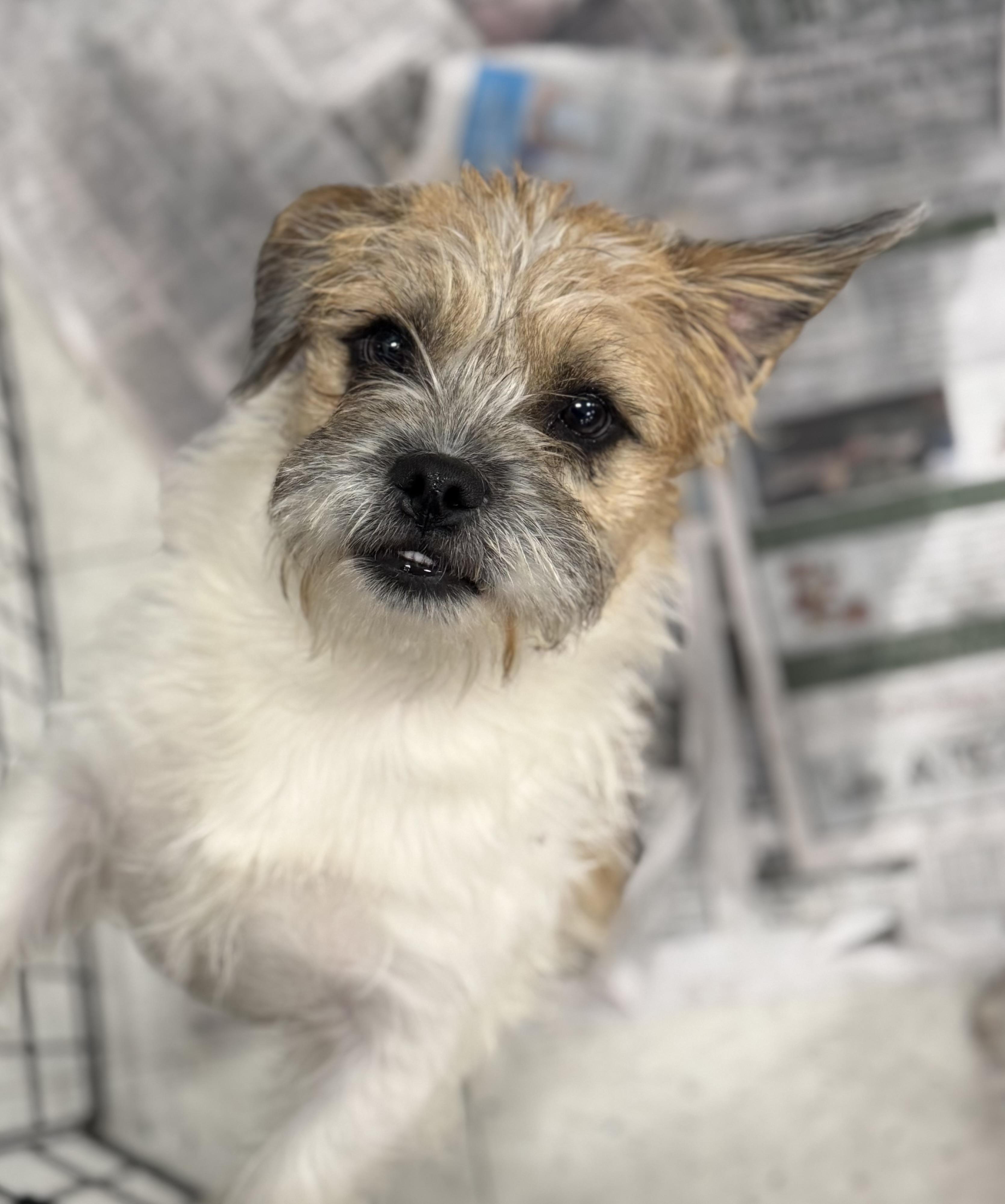 Enlarge Puck, a ADOPTABLE mixed breed in Washington, MO image 3/4