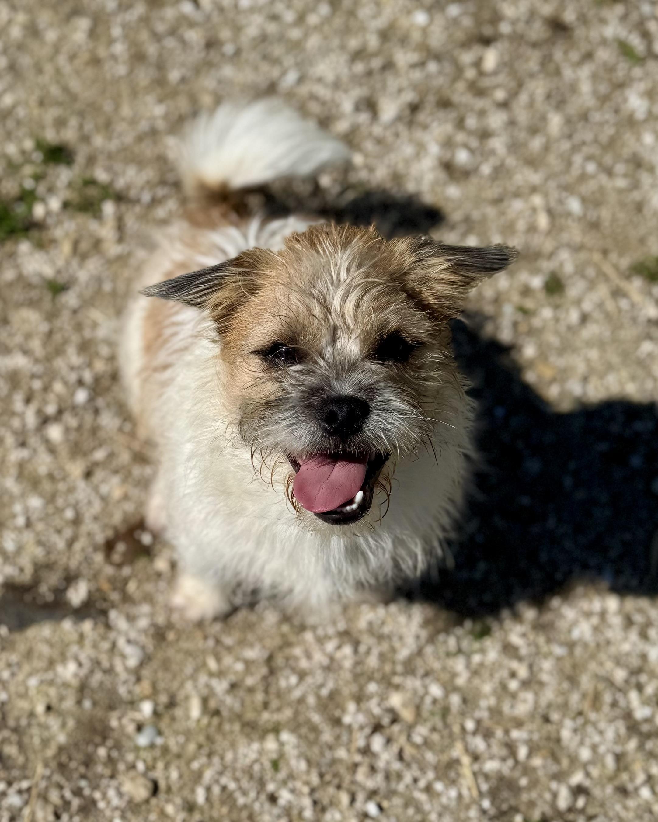 Enlarge Puck, a ADOPTABLE mixed breed in Washington, MO image 2/4