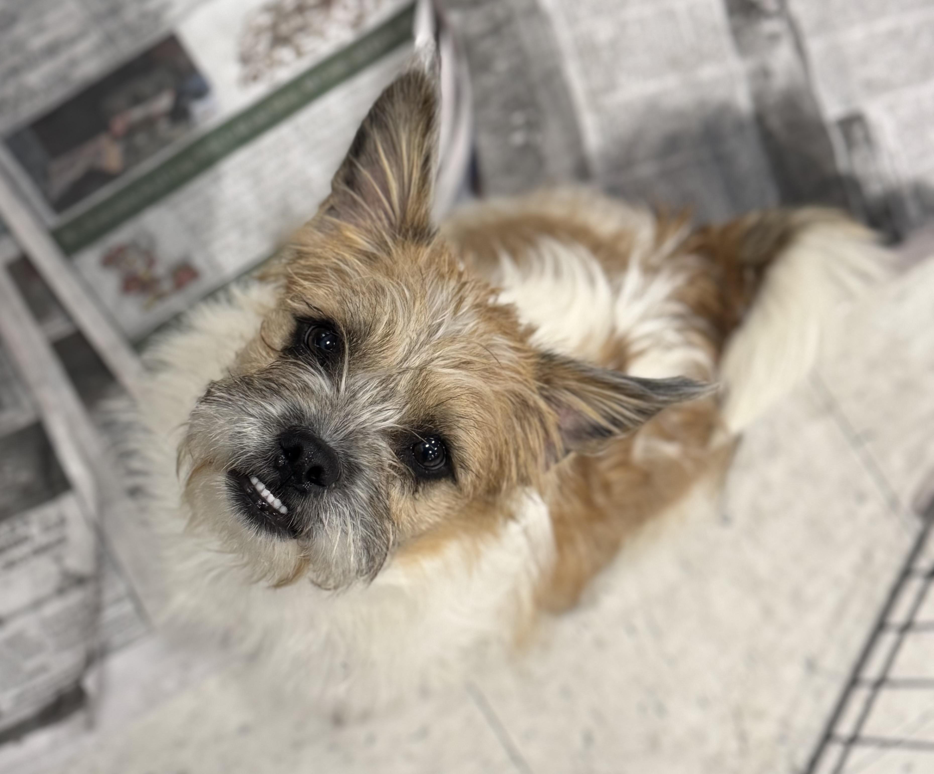 Enlarge Puck, a ADOPTABLE mixed breed in Washington, MO image 4/4