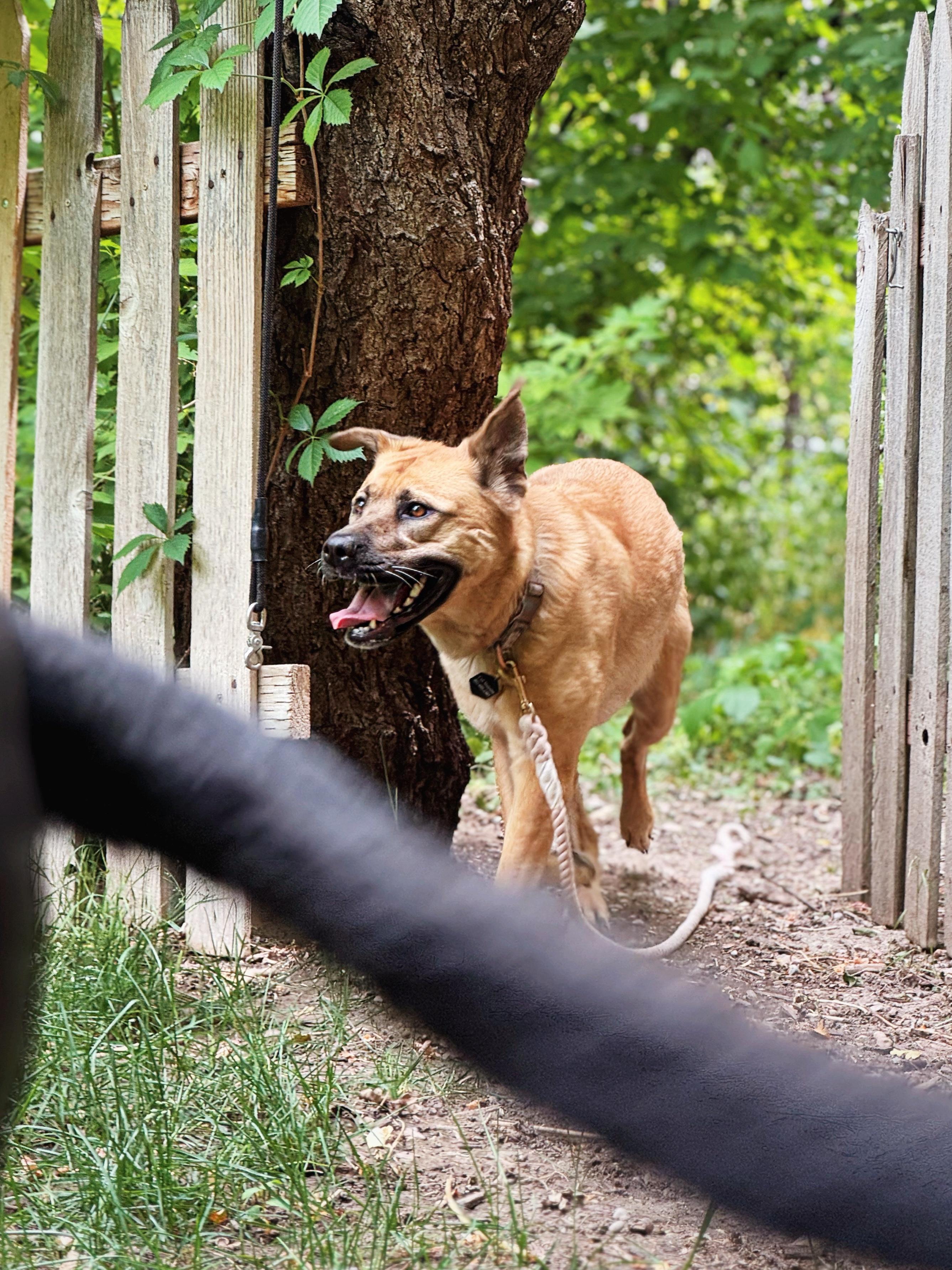 Genevieve, an adoptable German Shepherd Dog, Chow Chow in salt lake city, UT, 84102 | Photo Image 5