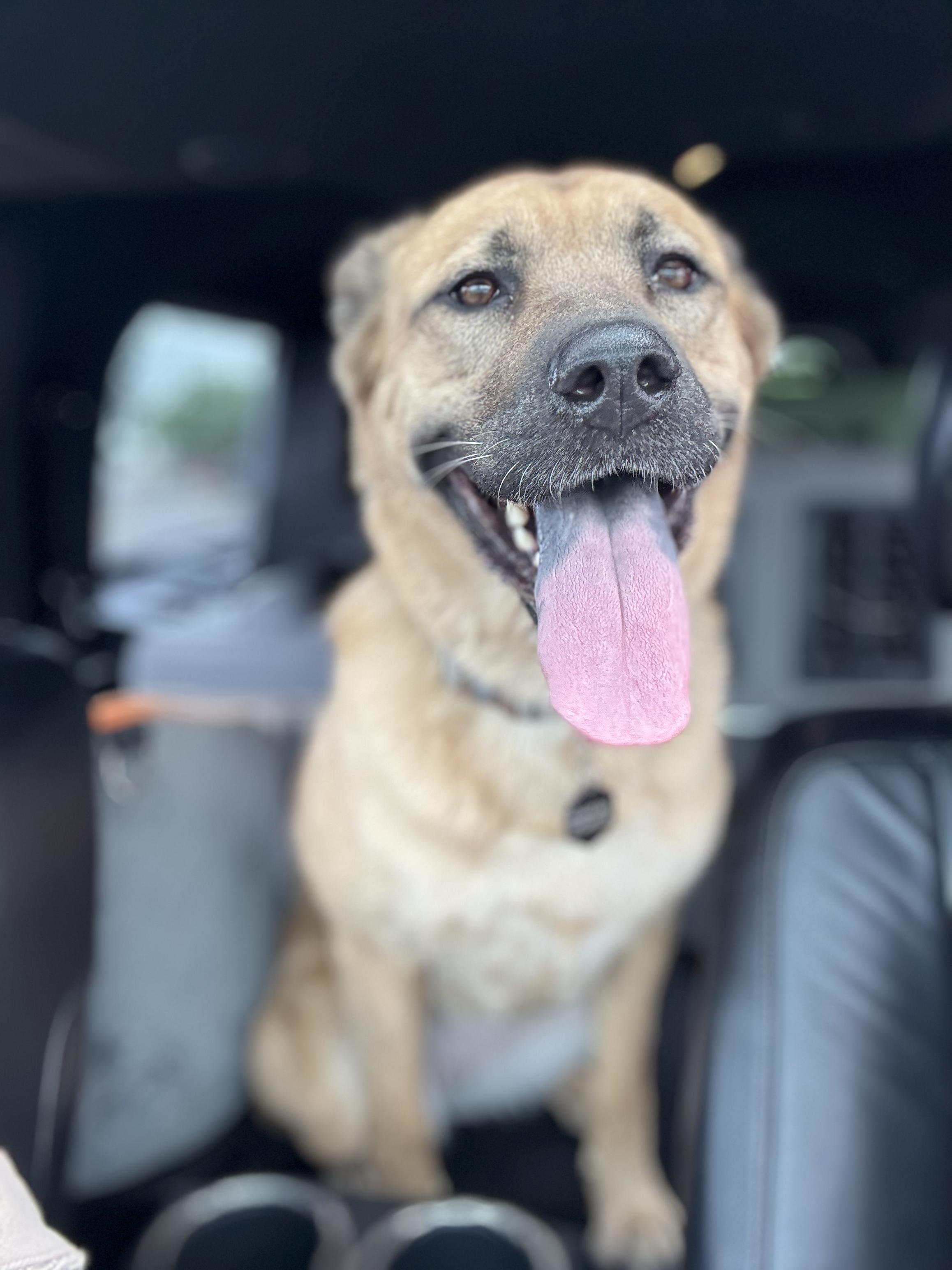 Genevieve, an adoptable German Shepherd Dog, Chow Chow in salt lake city, UT, 84102 | Photo Image 3