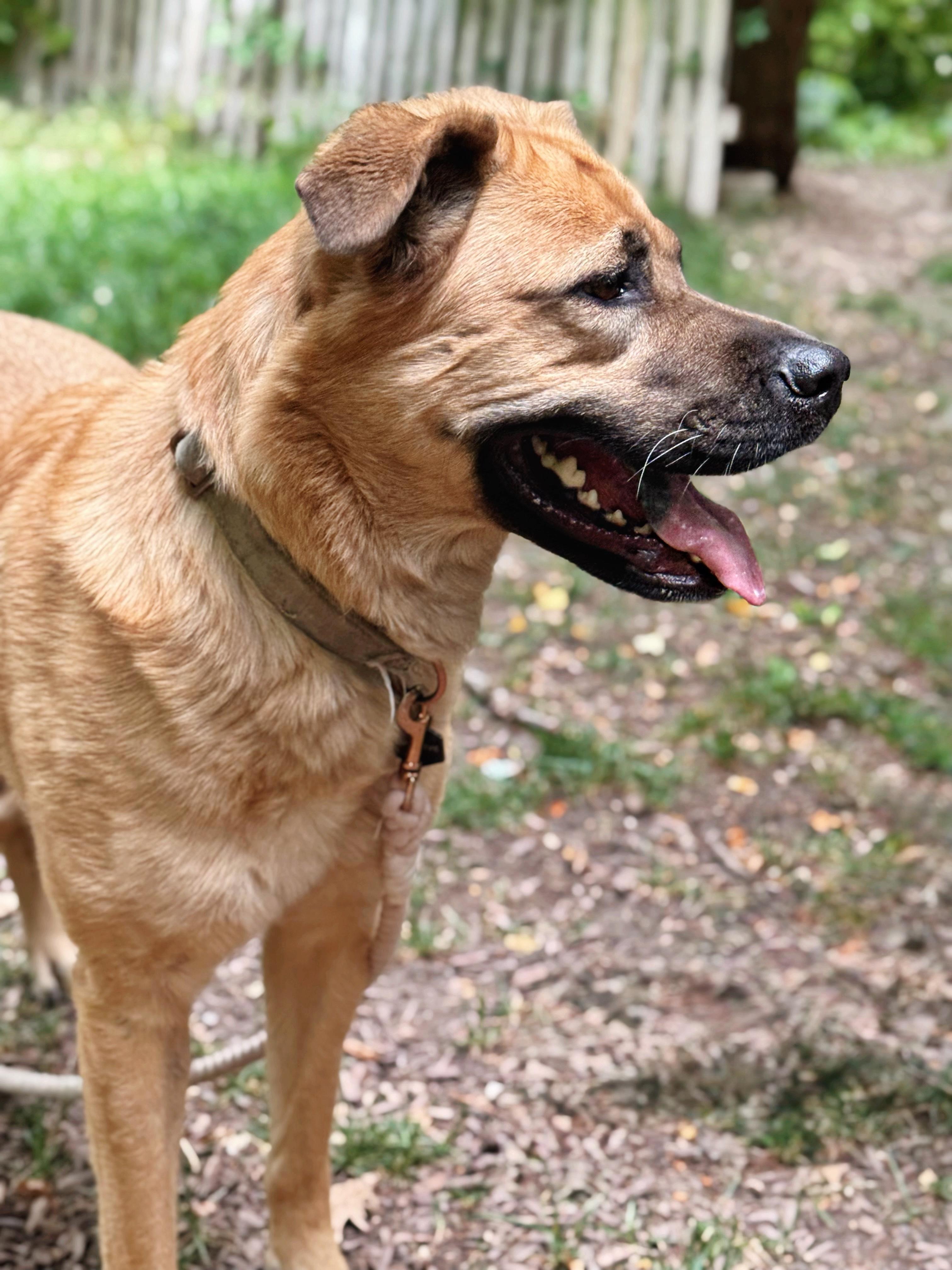 Genevieve, an adoptable German Shepherd Dog, Chow Chow in salt lake city, UT, 84102 | Photo Image 2