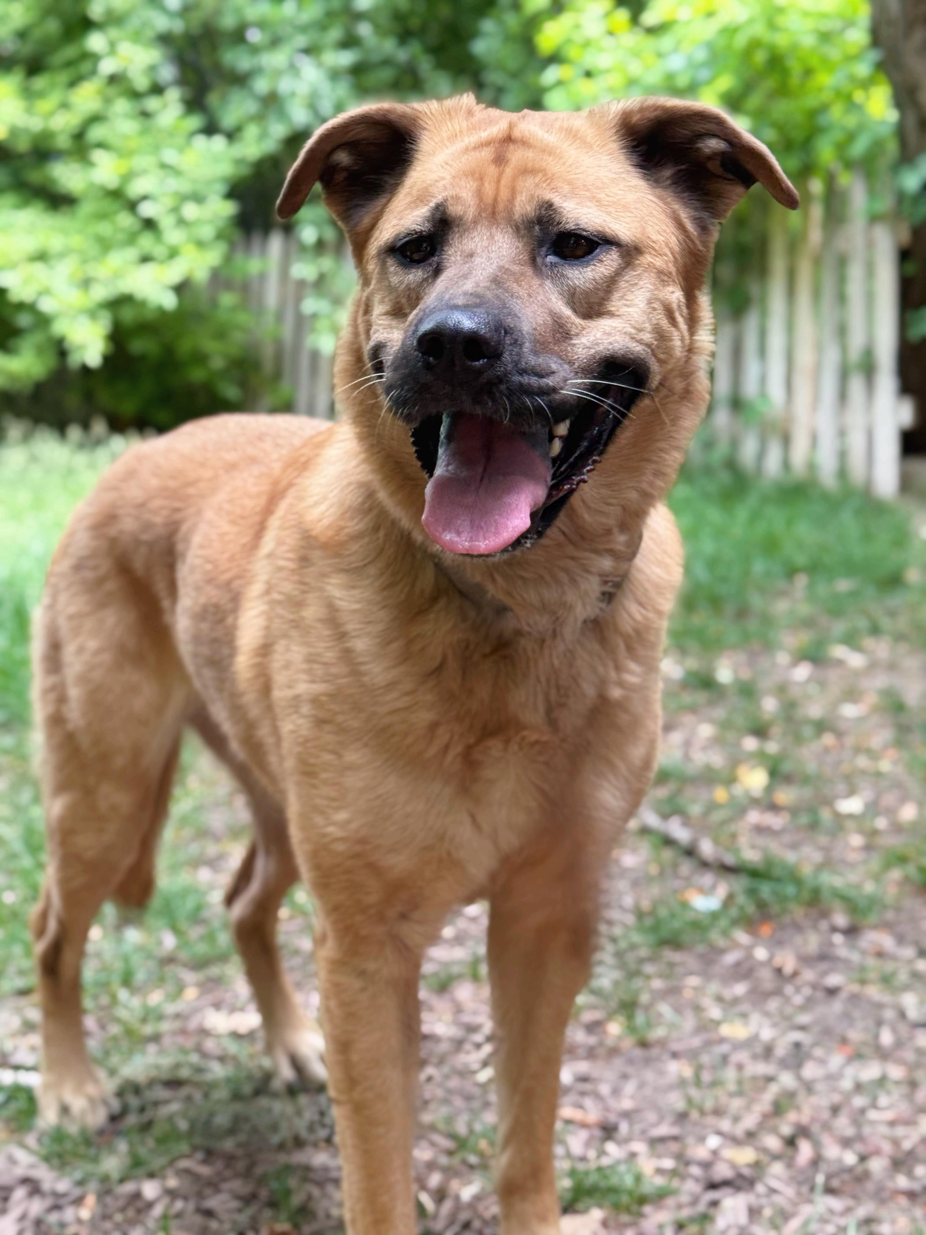 Genevieve, an adoptable German Shepherd Dog, Chow Chow in salt lake city, UT, 84102 | Photo Image 1
