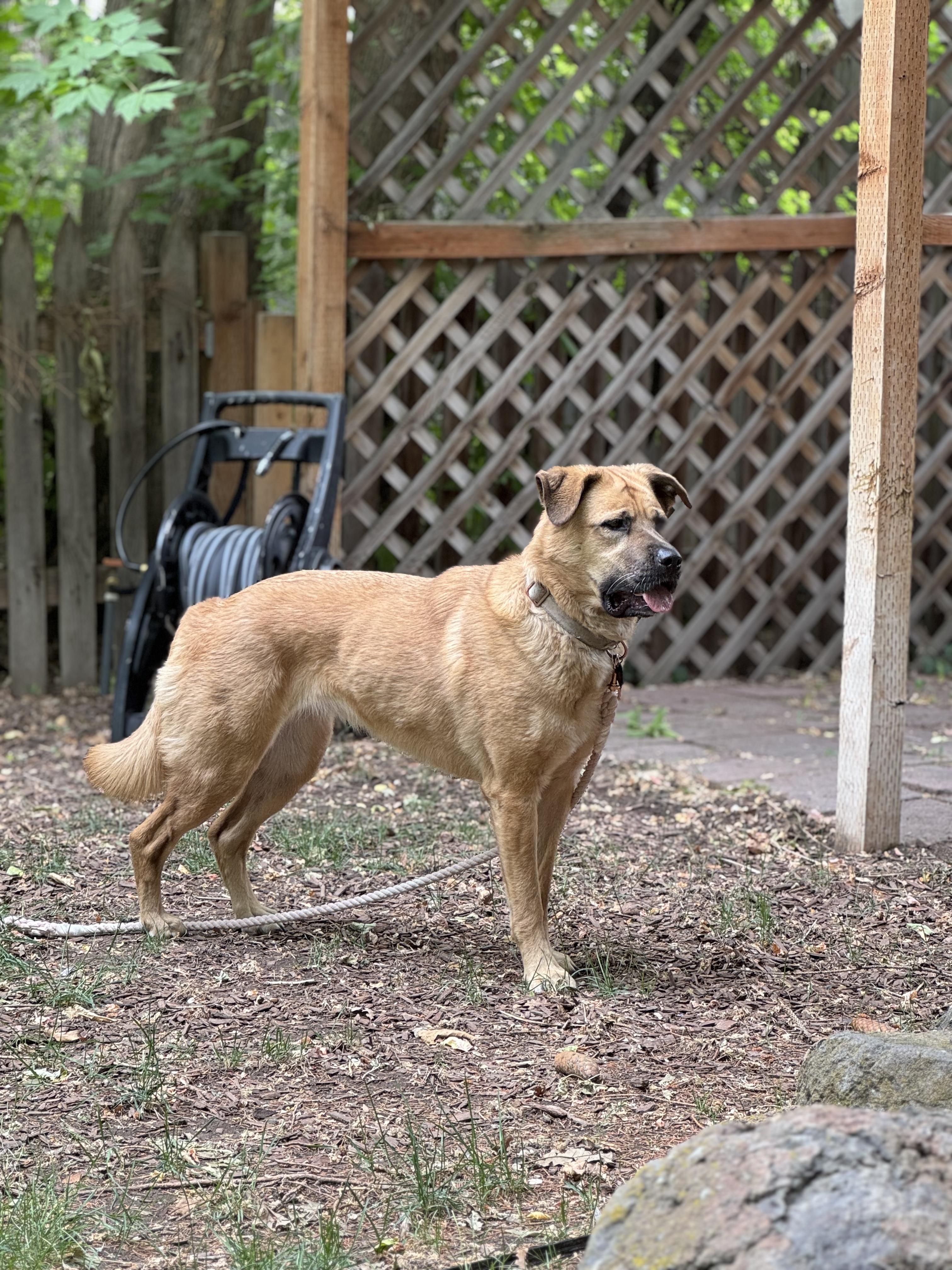 Genevieve, an adoptable German Shepherd Dog, Chow Chow in salt lake city, UT, 84102 | Photo Image 4