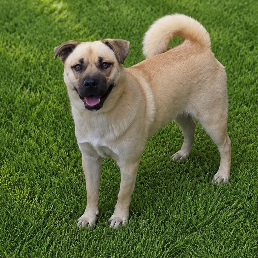Wynn, a Adoptable mixed breed in San Diego, CA image 5/6