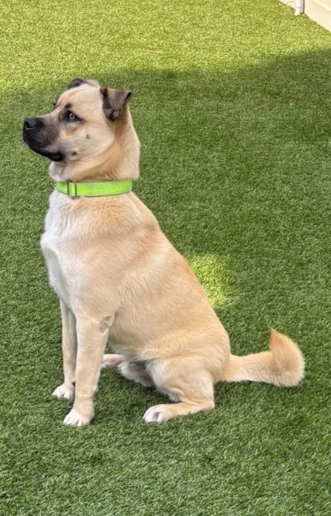 Wynn, a Adoptable mixed breed in San Diego, CA image 1/6