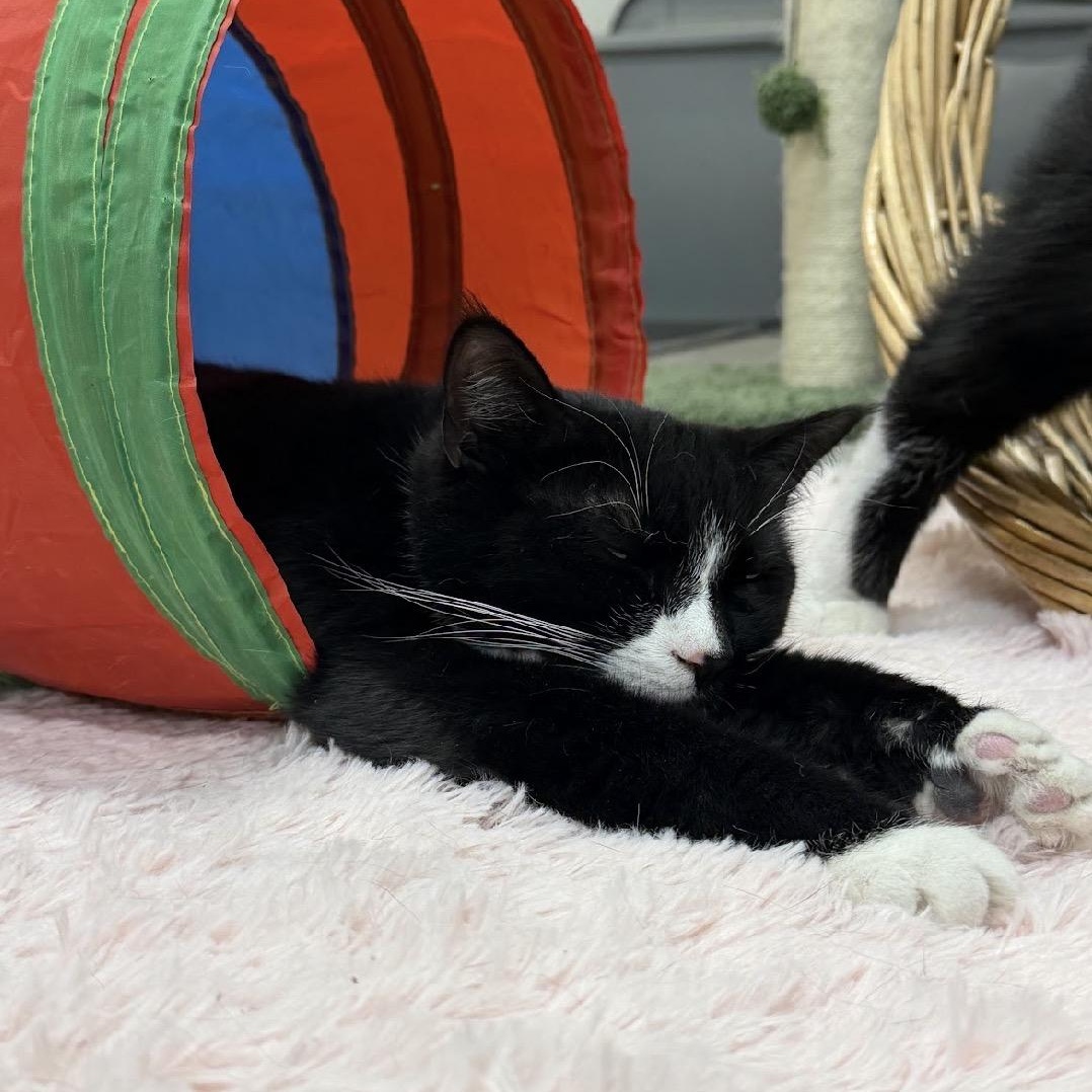 Princess Toad (Mario Litter), Adoptable, Kitten Female American Shorthair.