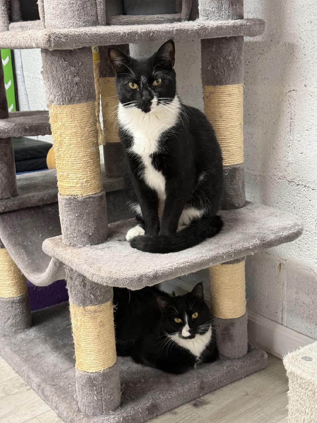 Enlarge Princess Toad (Mario Litter), a Adoptable American Shorthair in Highland Park, NJ image 2/5