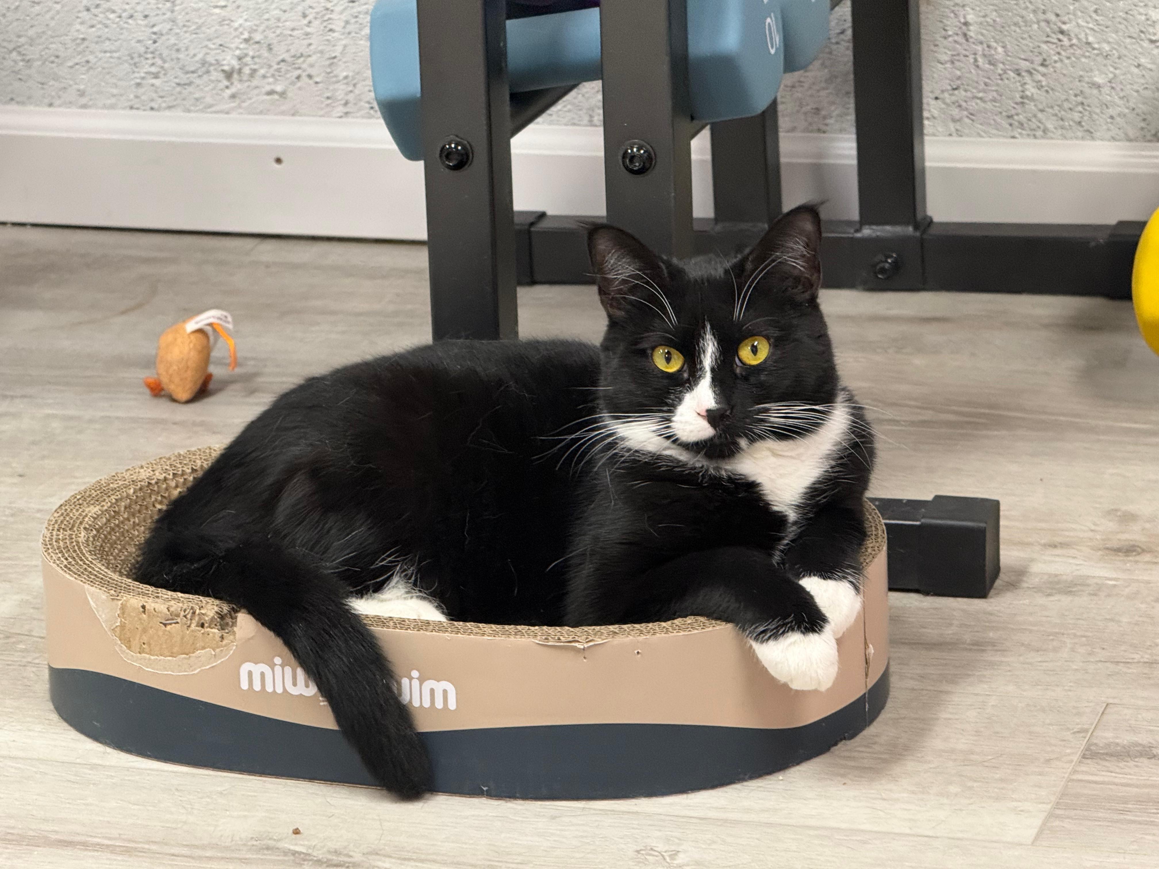 Enlarge Princess Toad (Mario Litter), a Adoptable American Shorthair in Highland Park, NJ image 1/3