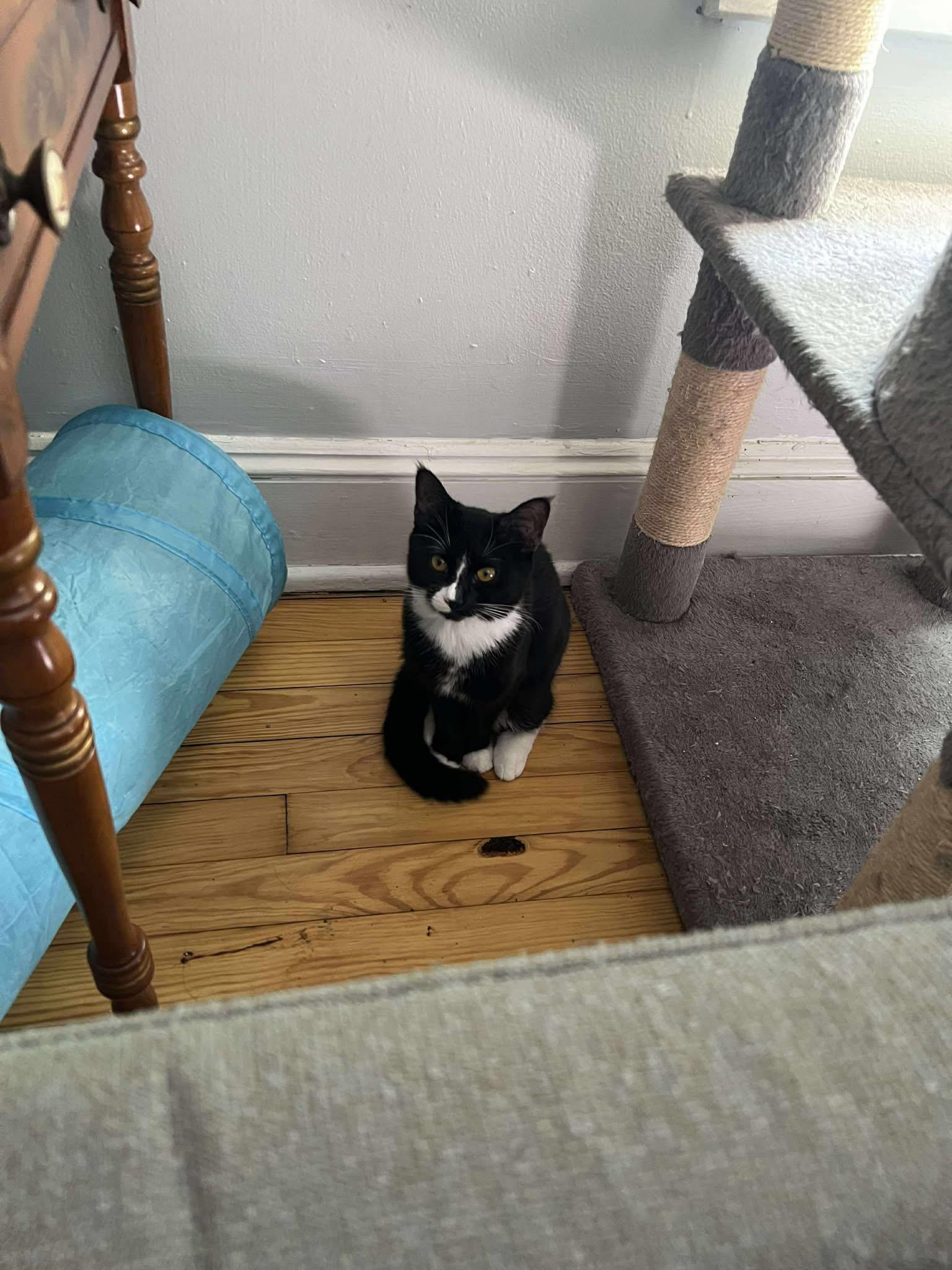 Princess Toad (Mario Litter), Adoptable, Kitten Female American Shorthair.