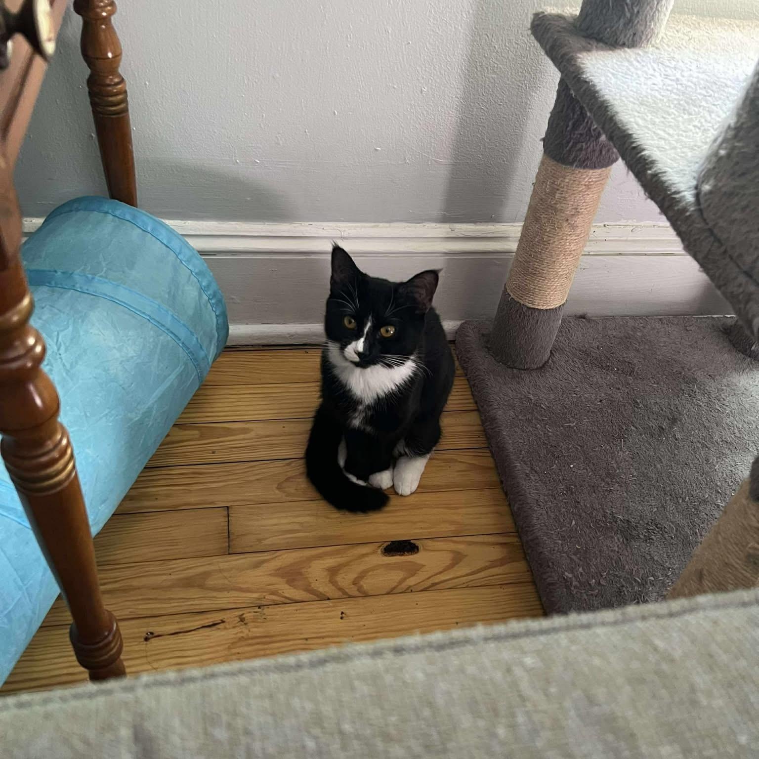 Enlarge Princess Toad (Mario Litter), a Adoptable American Shorthair in Highland Park, NJ image 4/5