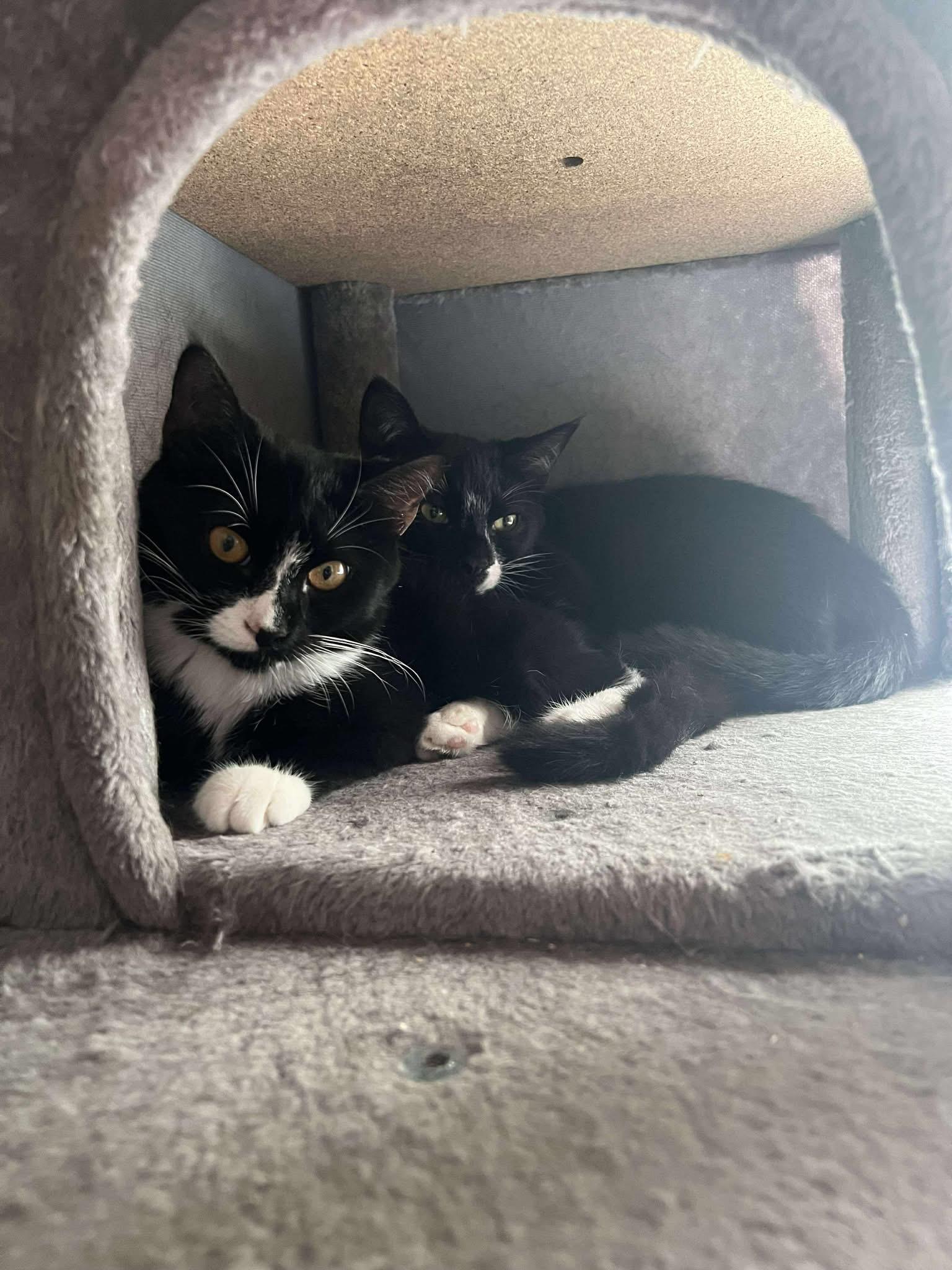 Princess Toad thumbnail 2