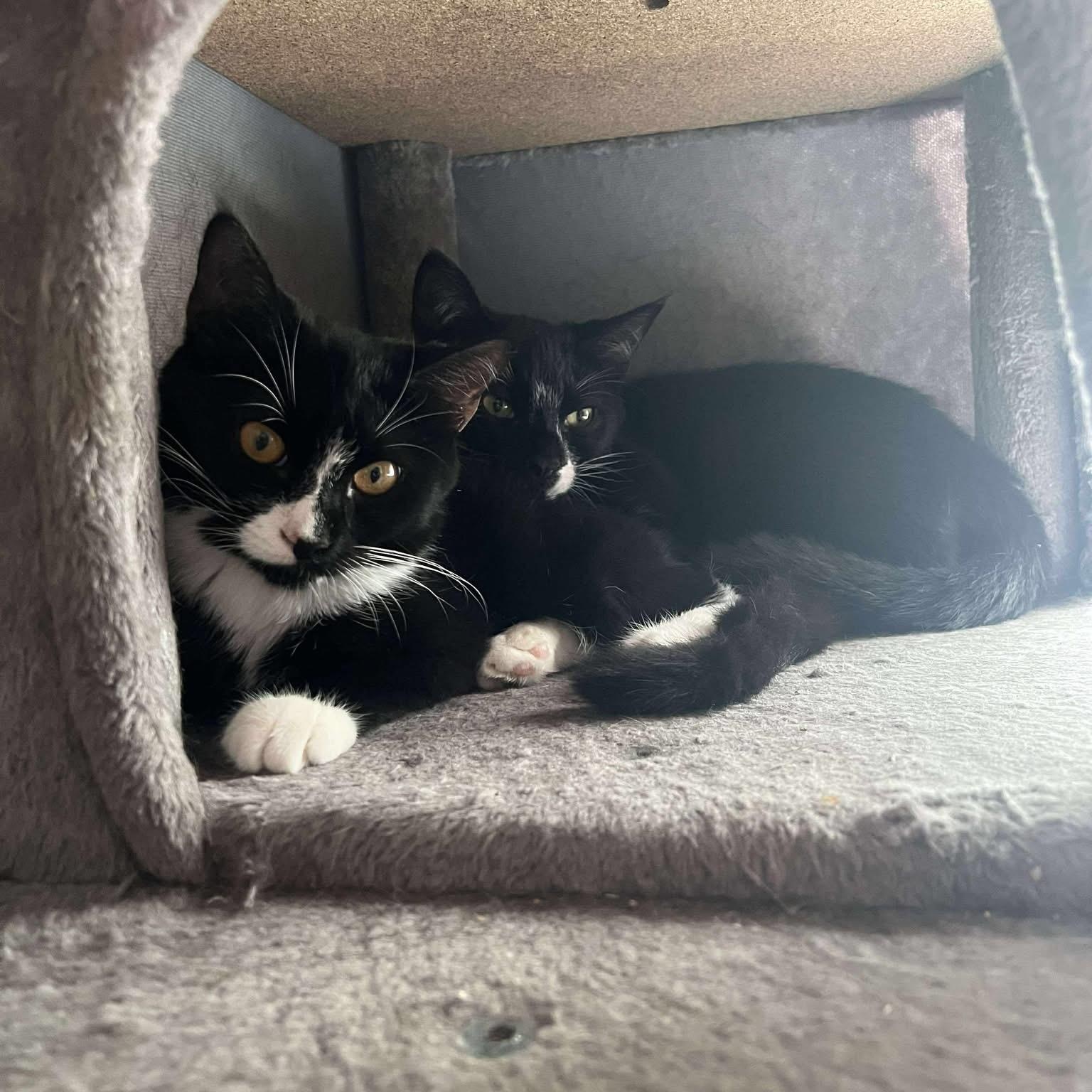 Enlarge Princess Toad (Mario Litter), a Adoptable American Shorthair in Highland Park, NJ image 5/5