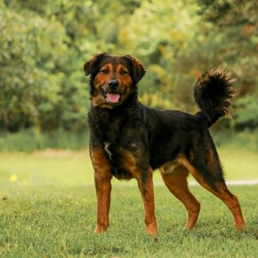 Axel, Adoptable, Adult Male German Shepherd Dog & Mixed Breed.
