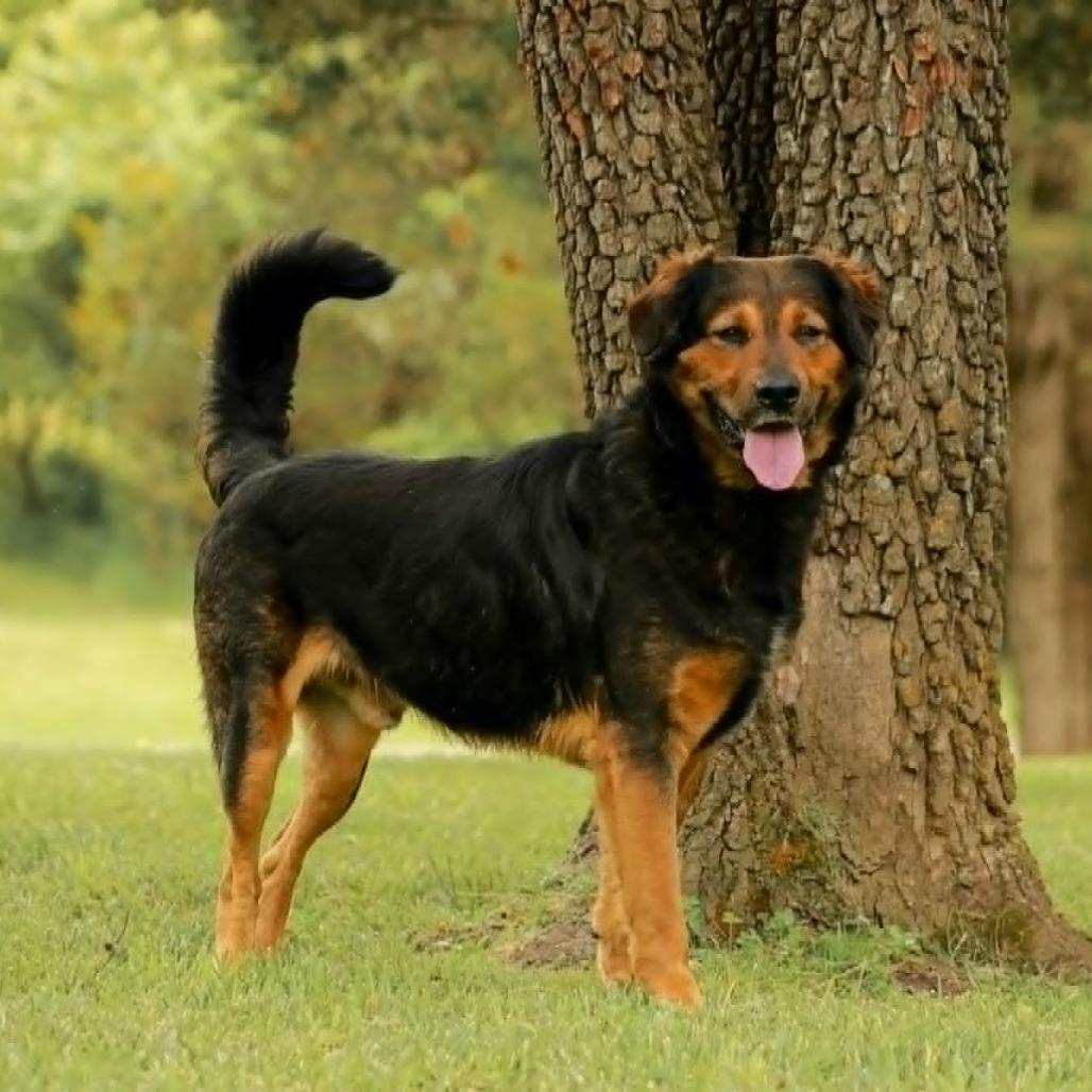 Axel, a Adoptable mixed breed in Madisonville, KY image 2/5