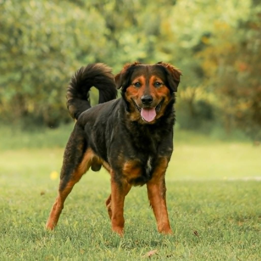 Axel, a Adoptable mixed breed in Madisonville, KY image 3/5