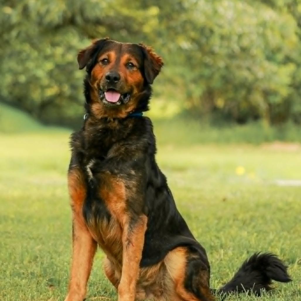 Axel, a Adoptable mixed breed in Madisonville, KY image 4/5