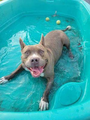 Athena, Adoptable, Adult Female American Staffordshire Terrier.