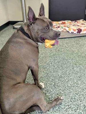Athena, a Adoptable mixed breed in Williamsport, PA image 2/3