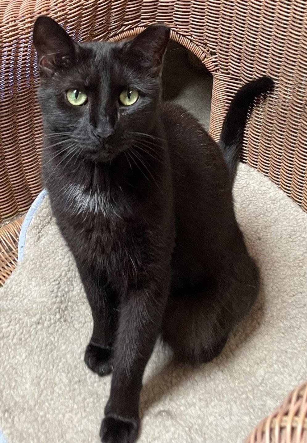 Katie, Adoptable, Adult Female American Shorthair.