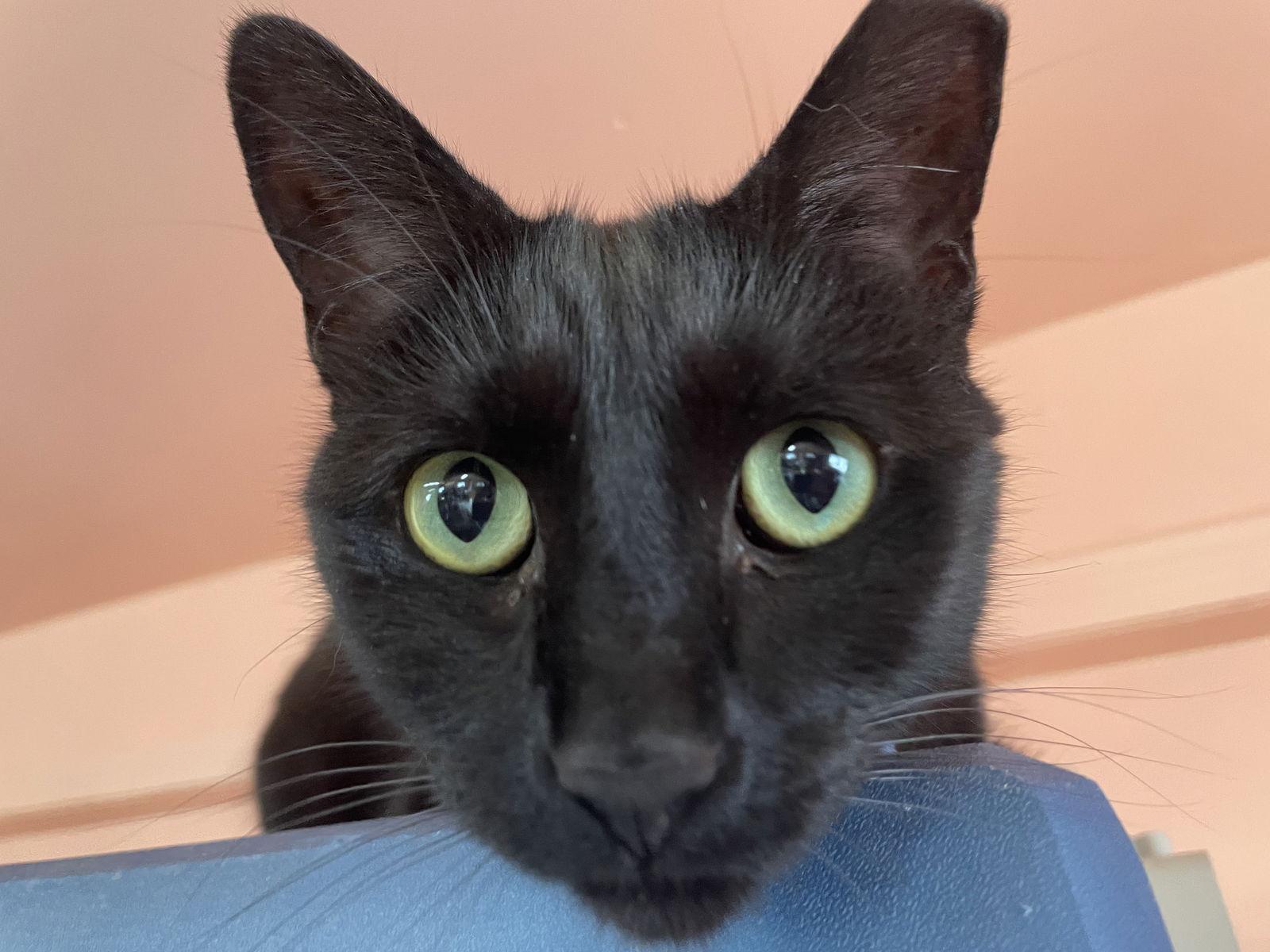 Katie, a Adoptable American Shorthair in Maywood, IL image 2/4