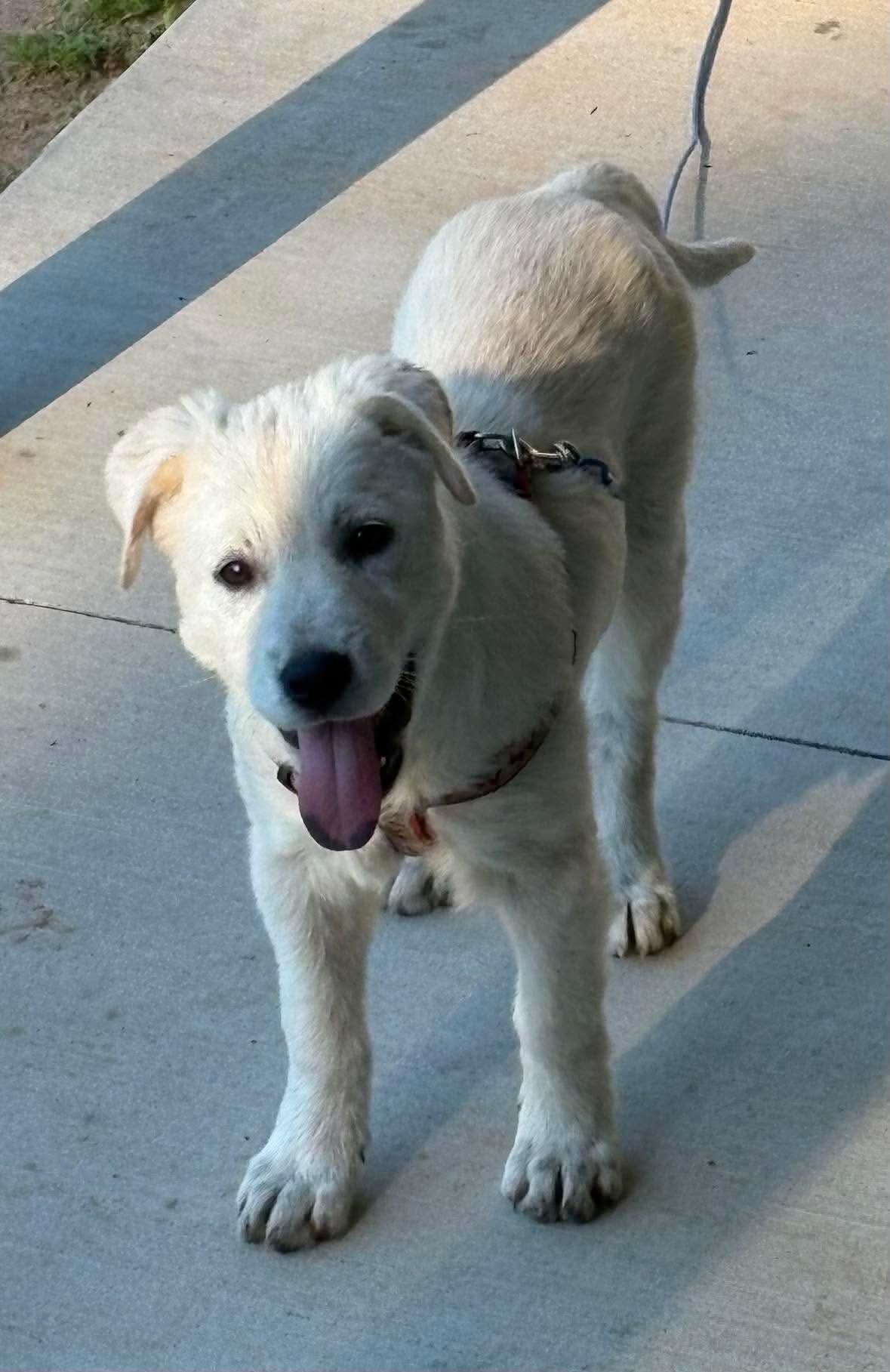 Rosie, Adoptable, Puppy Female Great Pyrenees.