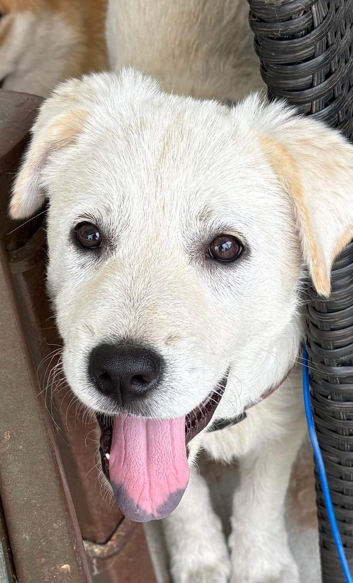 Rosie, a Adoptable Great Pyrenees in Dallas, TX image 2/3