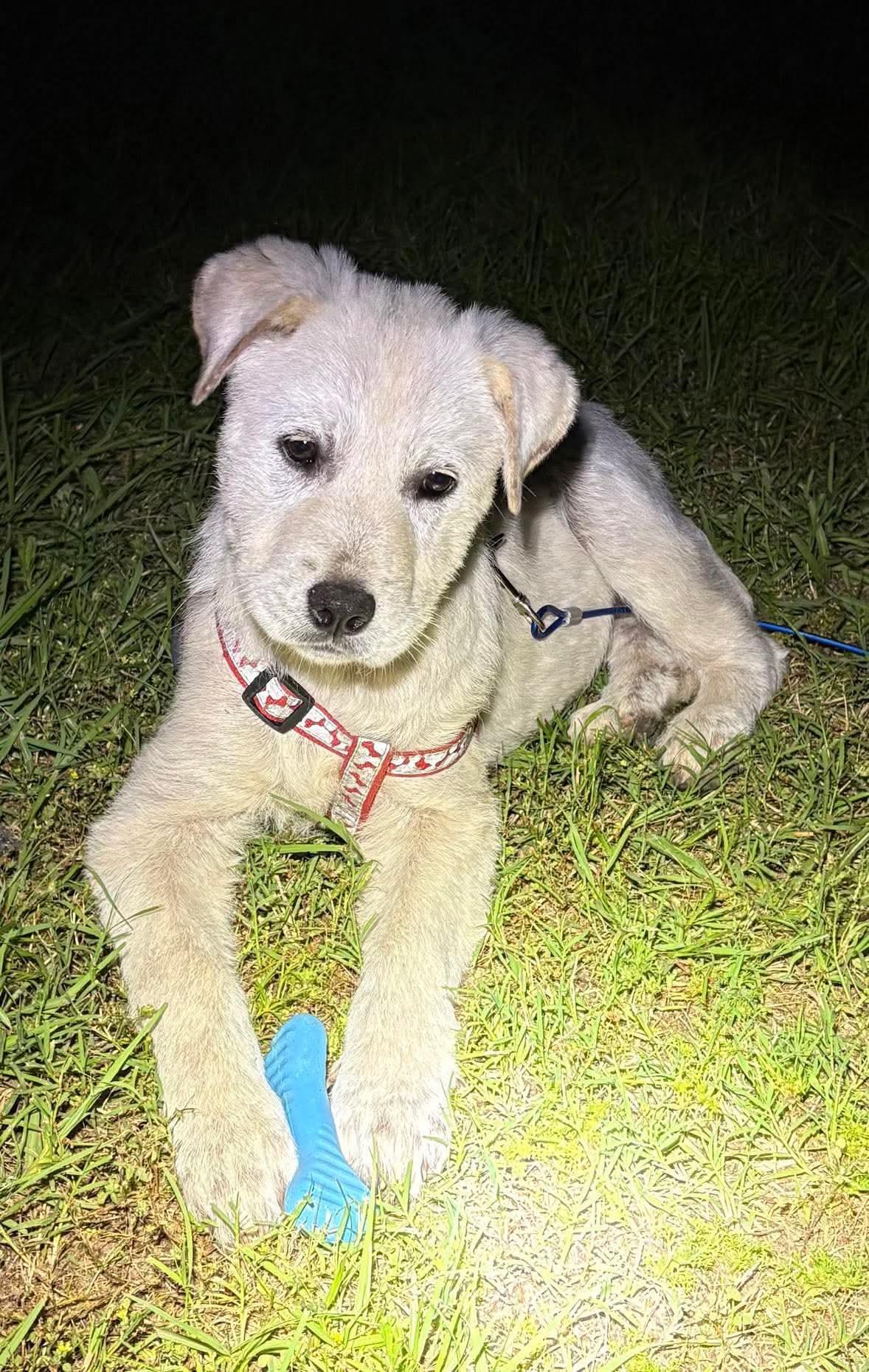 Rosie, a Adoptable Great Pyrenees in Dallas, TX image 3/3