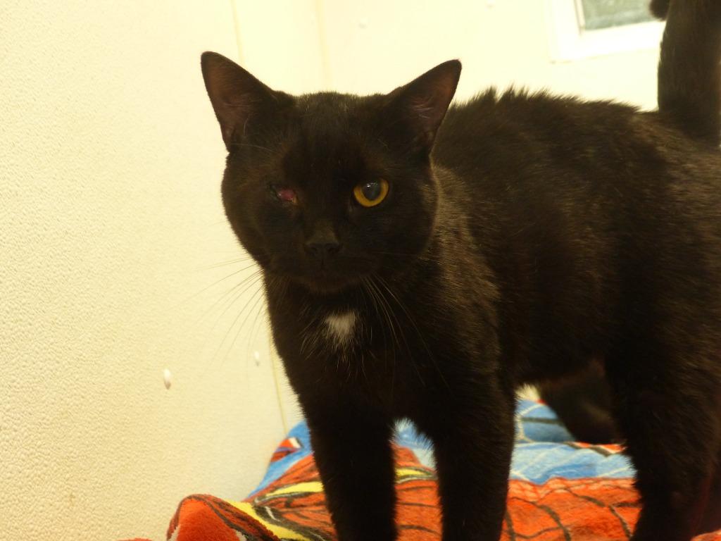 Enlarge Zeus, a Adoptable mixed breed in Ogdensburg, NY image 1/3