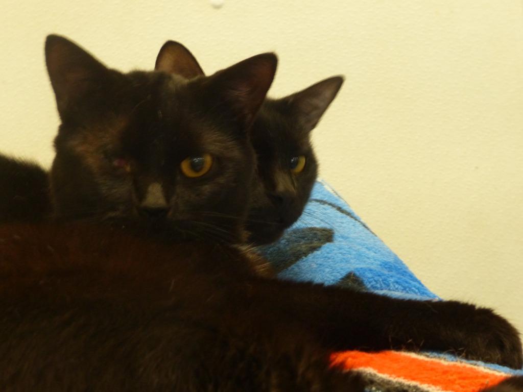 Enlarge Zeus, a Adoptable mixed breed in Ogdensburg, NY image 2/3