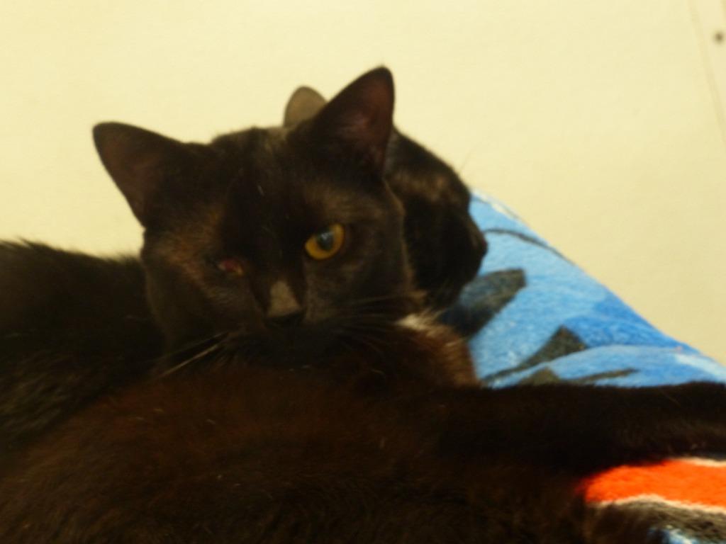 Enlarge Zeus, a Adoptable mixed breed in Ogdensburg, NY image 3/3
