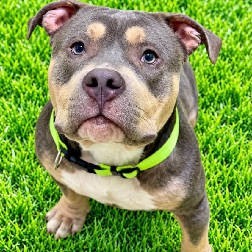 Maxx, Adoptable, Adult Male American Bully.
