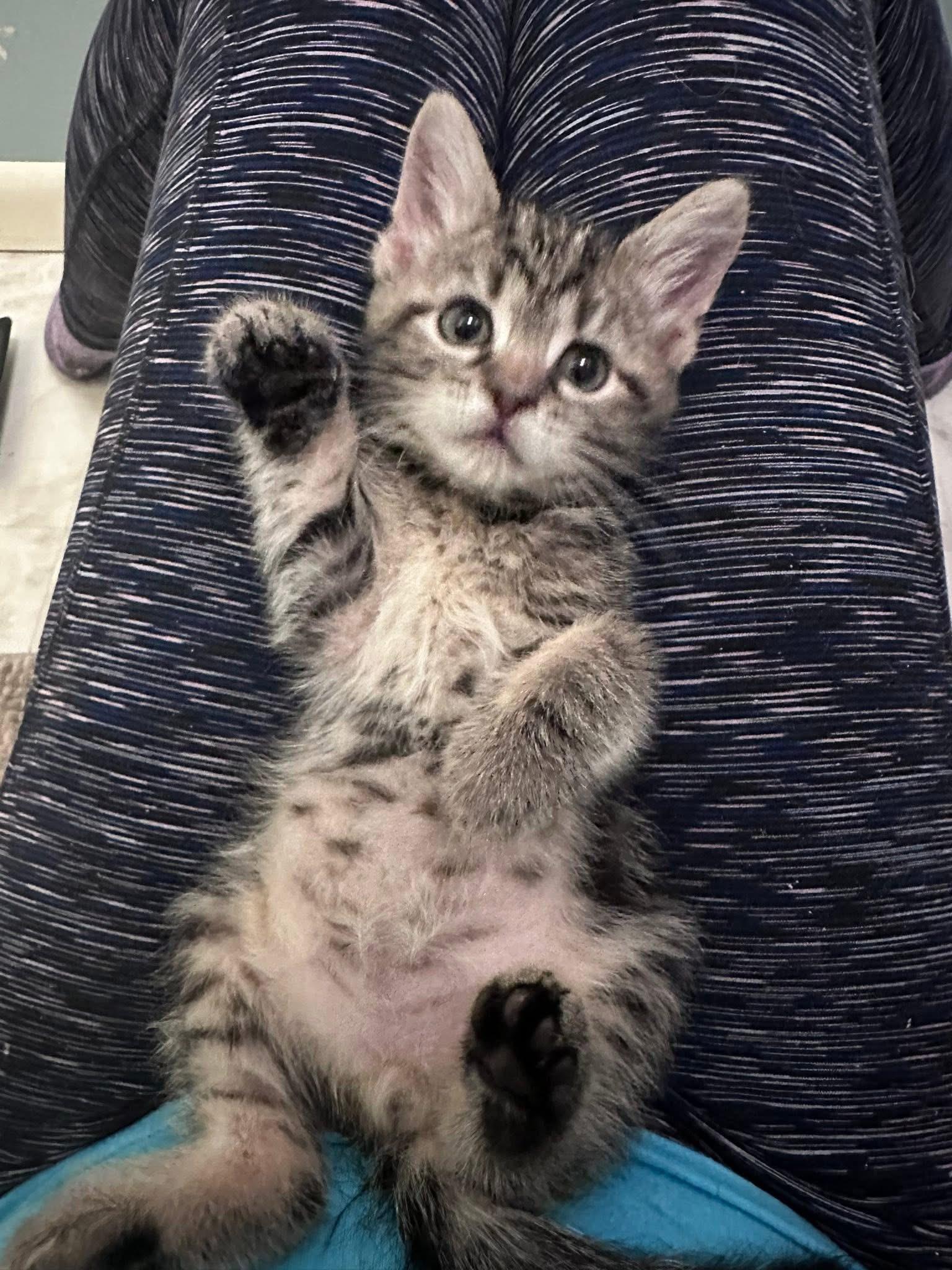 Enlarge Spaceman, a Adoptable Domestic Short Hair in Carnegie, PA image 2/6