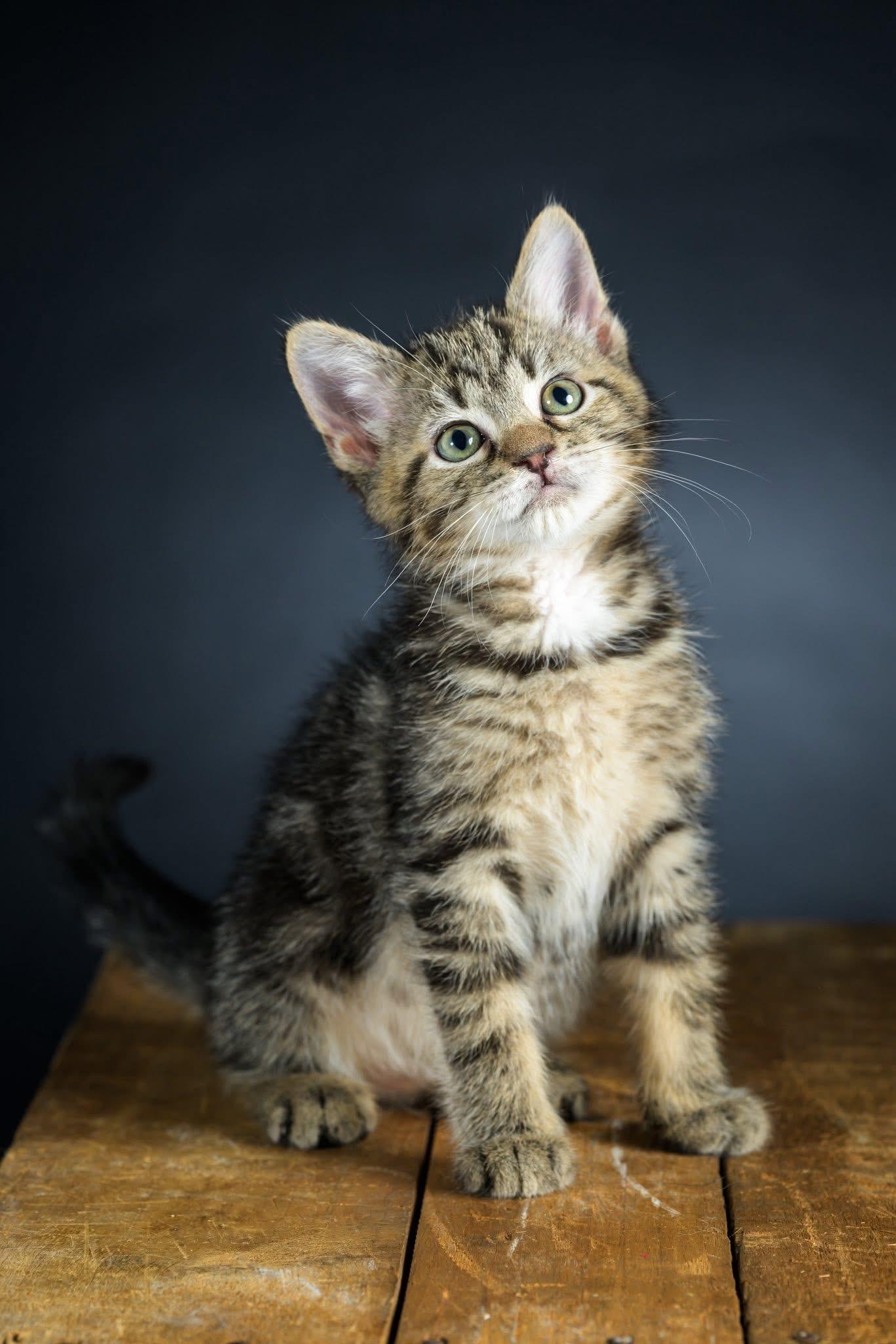 Enlarge Spaceman, a Adoptable Domestic Short Hair in Carnegie, PA image 1/6