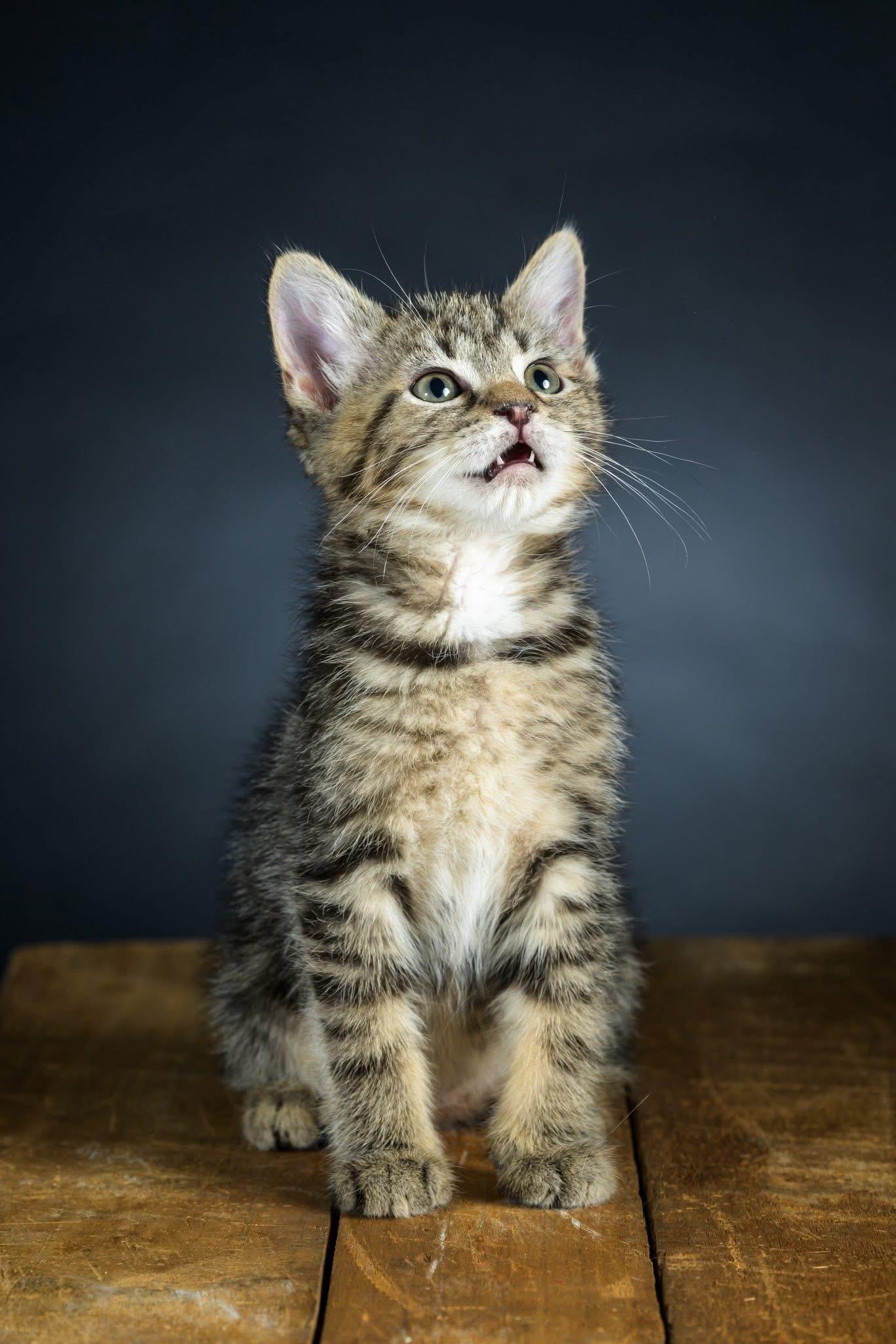 Enlarge Spaceman, a Adoptable Domestic Short Hair in Carnegie, PA image 3/6