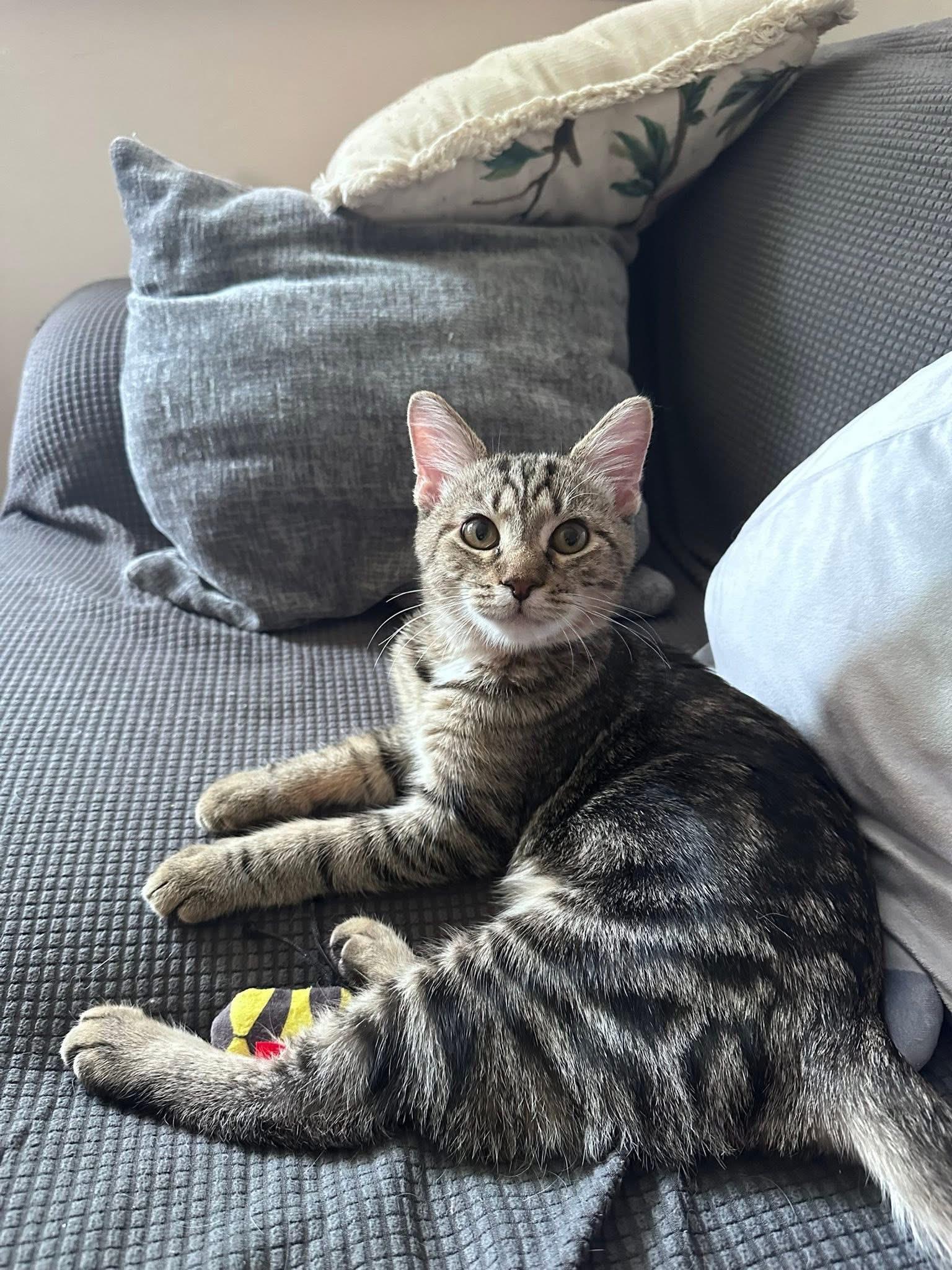 Enlarge Spaceman, a Adoptable Domestic Short Hair in Carnegie, PA image 5/6