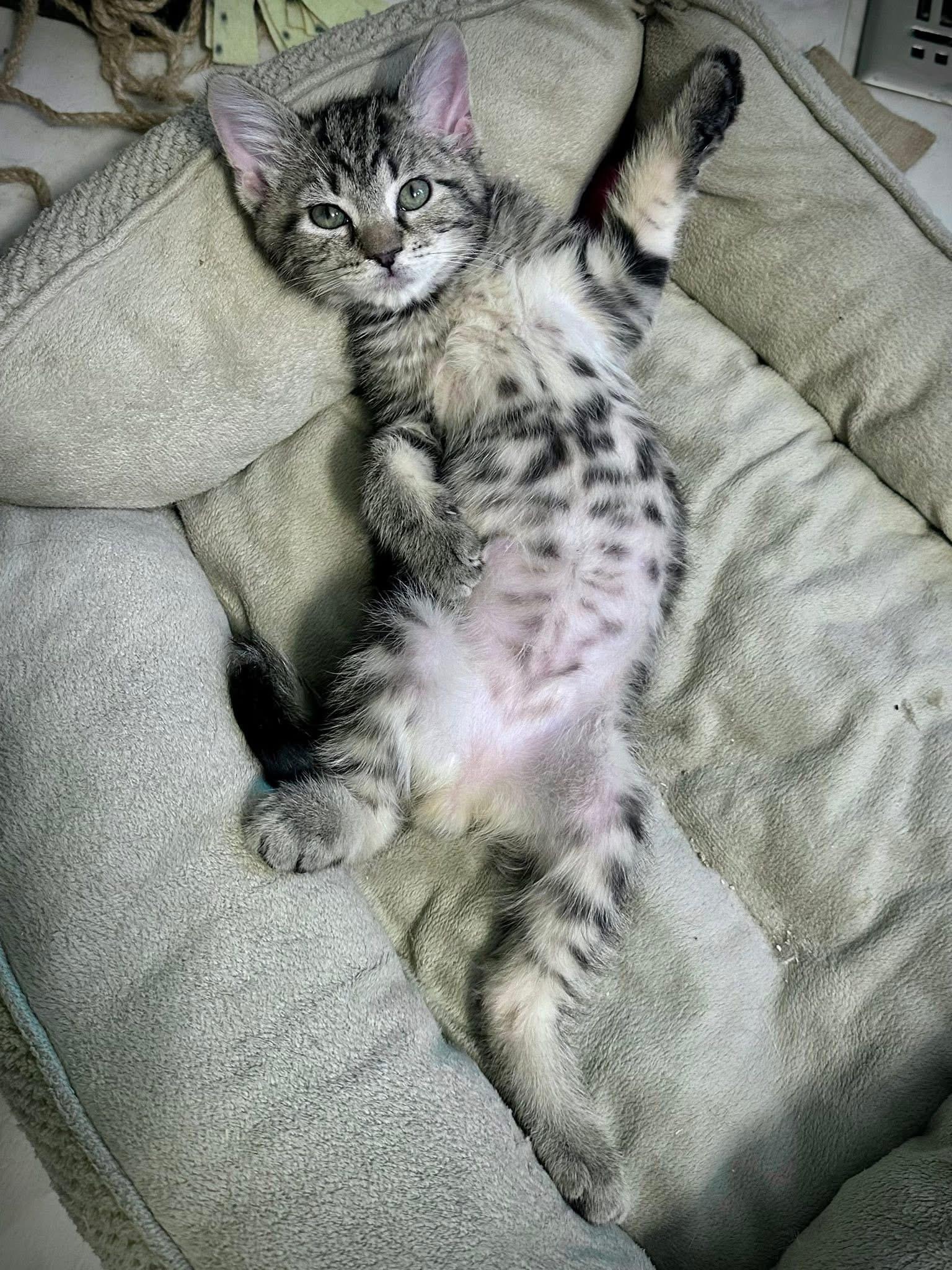 Enlarge Spaceman, a Adoptable Domestic Short Hair in Carnegie, PA image 6/6