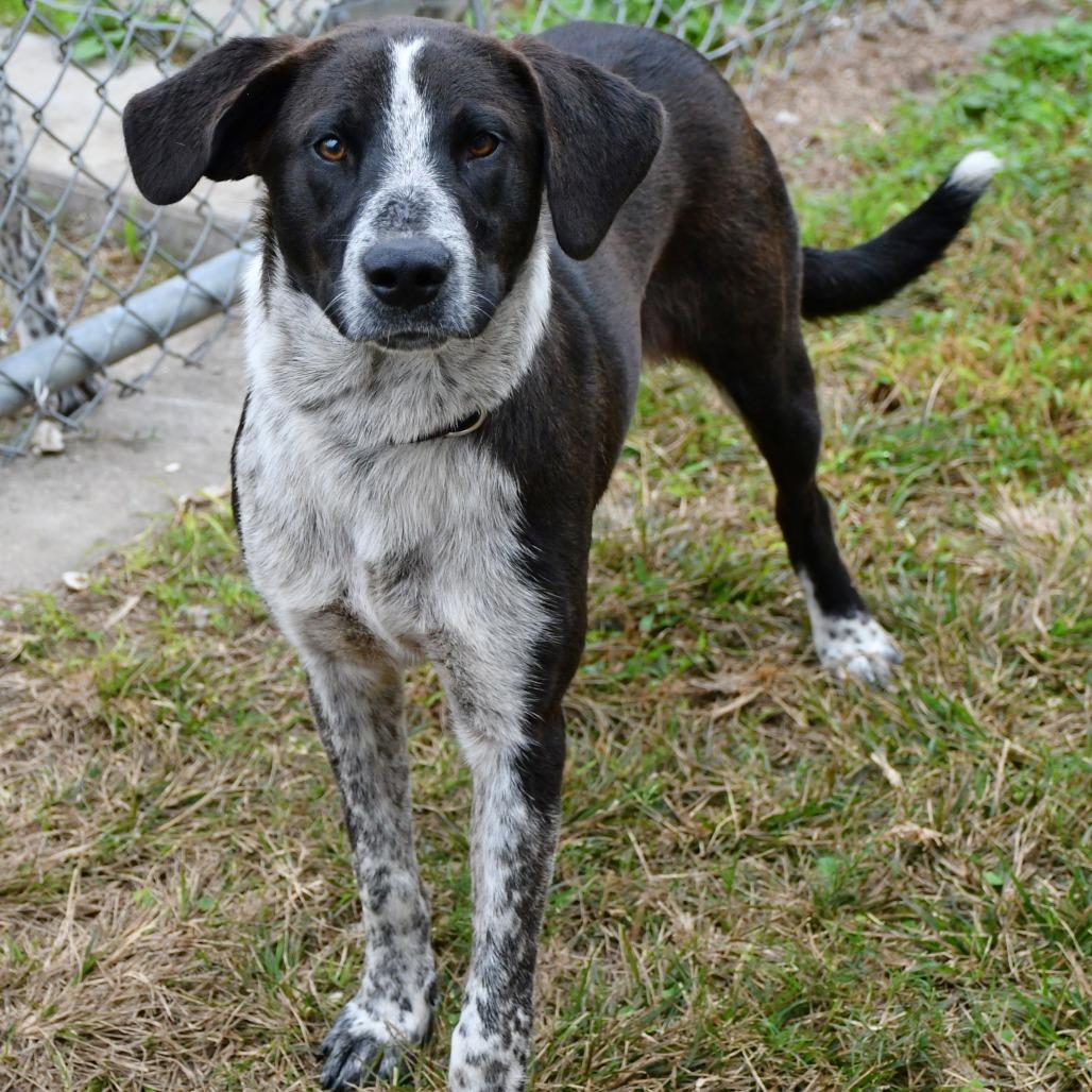 Enlarge Elroy, a Adoptable Australian Cattle Dog / Blue Heeler in Beaumont, TX image 2/4