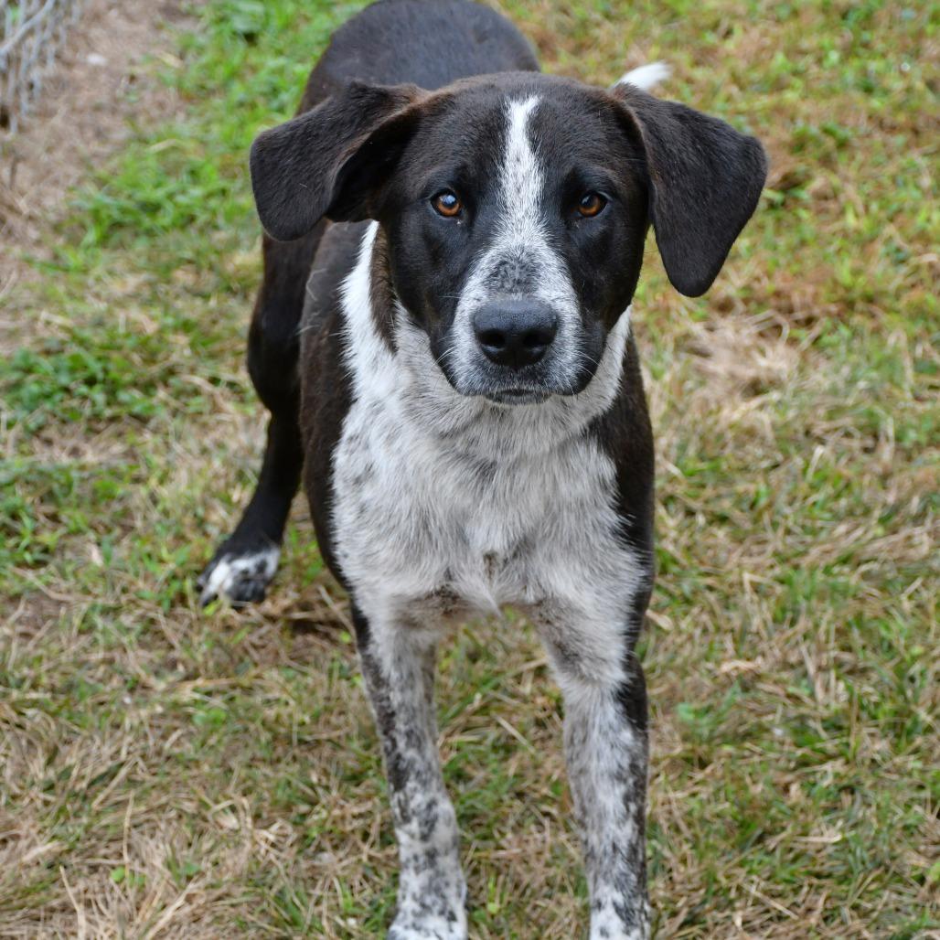 Enlarge Elroy, a Adoptable Australian Cattle Dog / Blue Heeler in Beaumont, TX image 3/4