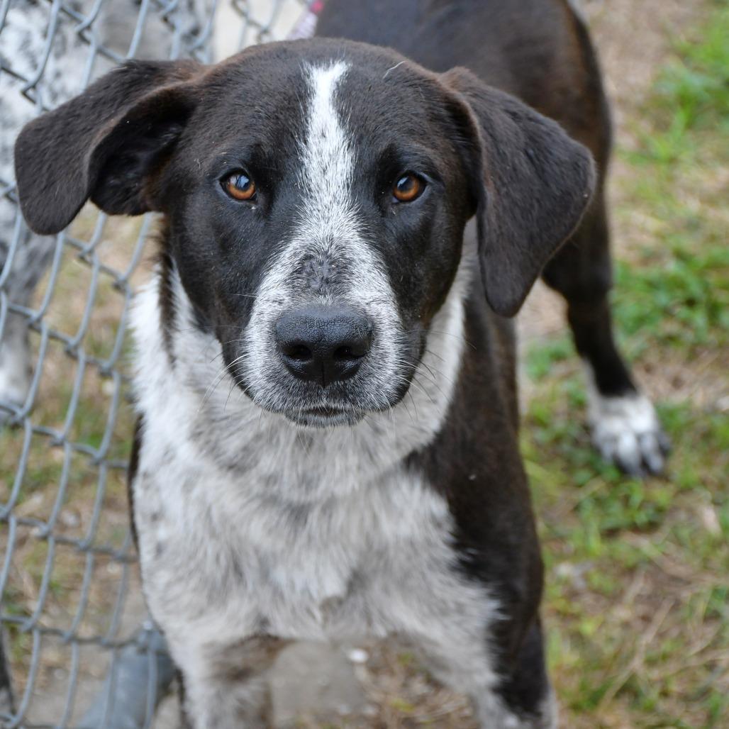 Enlarge Elroy, a Adoptable Australian Cattle Dog / Blue Heeler in Beaumont, TX image 4/4