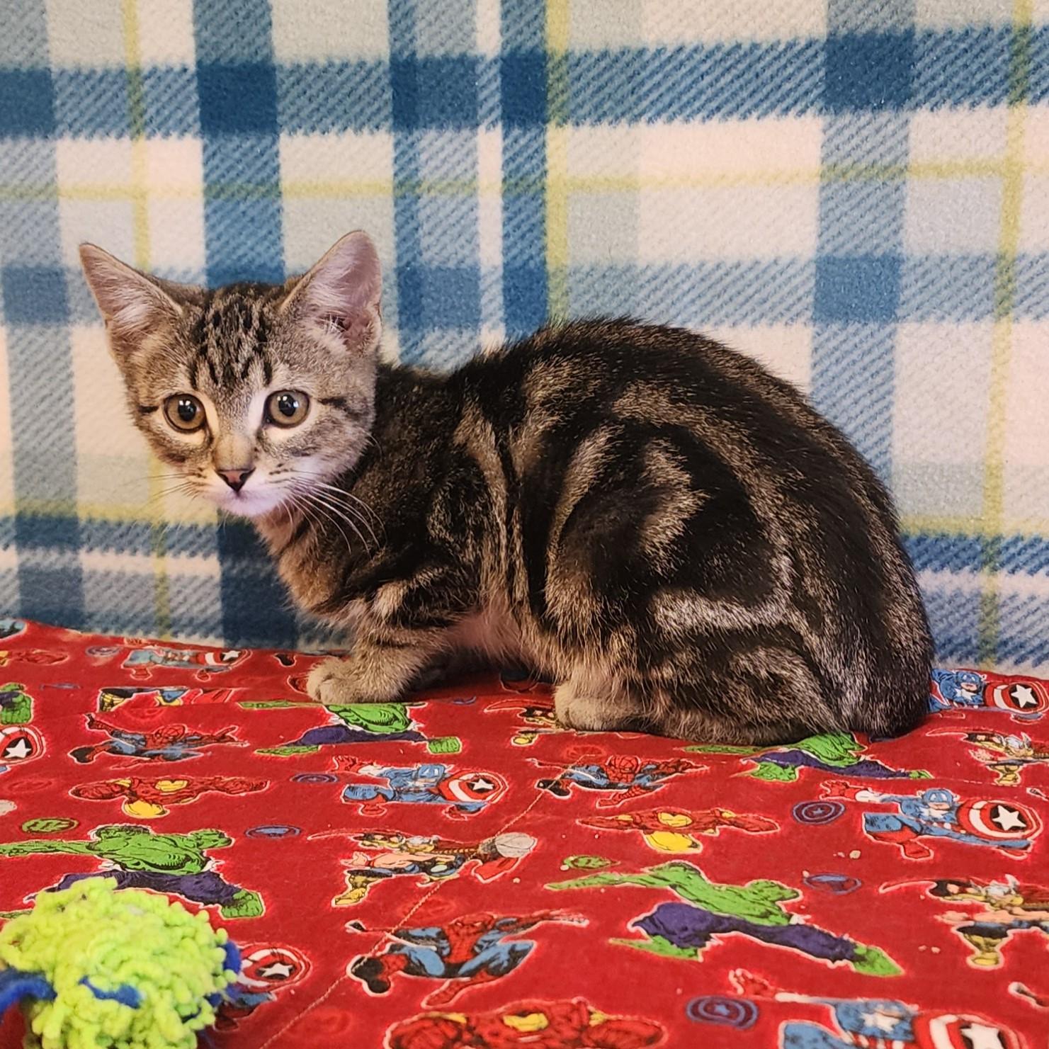 Enlarge Flynn, a ADOPTABLE mixed breed in ALPINE, TX image 3/3